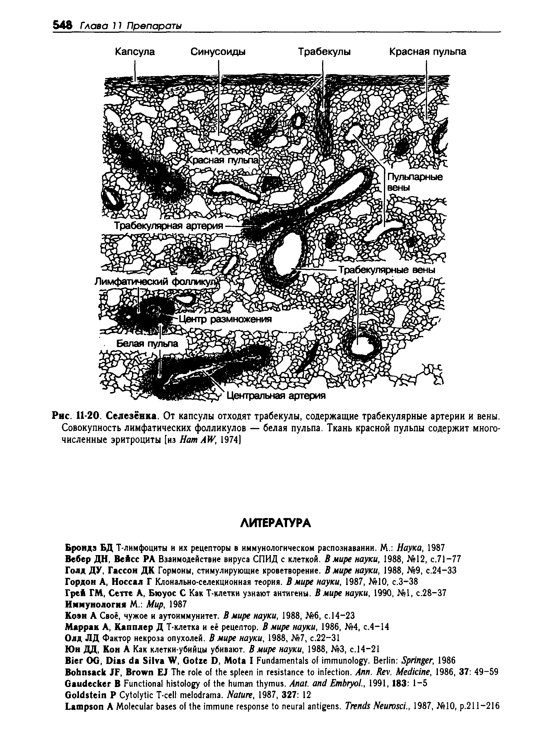 Рис. 11-20. Селезёнка. От капсулы отходят трабекулы, содержащие трабекулярные артерии и вены. Совокупность лимфатических фолликулов — белая пульпа. Ткань красной пульпы содержит многочисленные эритроциты [из H AW, 1974]...