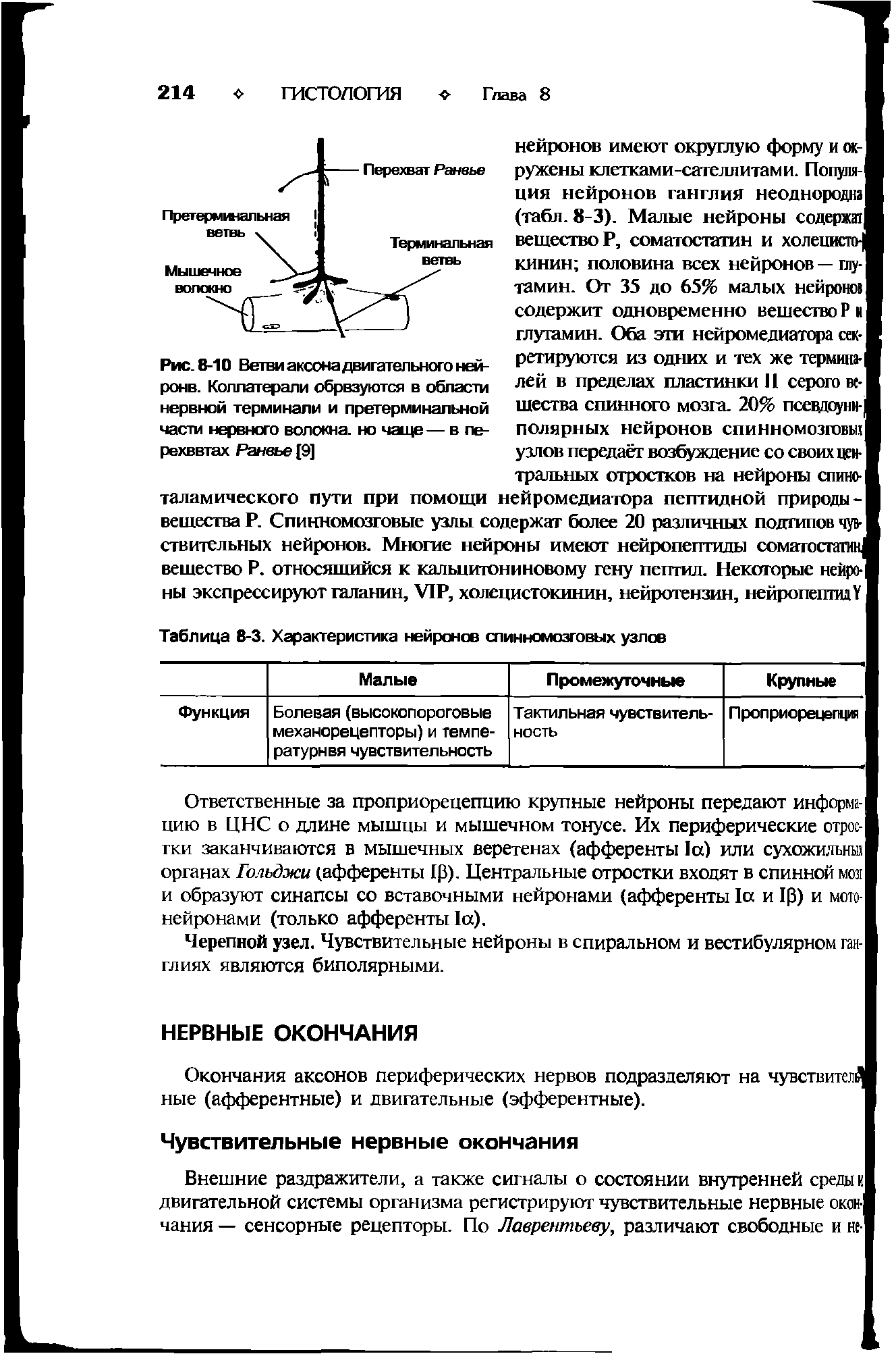 Рис. 8-10 Ветви аксона двигательного нейроне. Коллатерали обрвзуются в области нервной терминали и претерминальной части нервного волокна, но чаще — в пе-рехввтах Ранвье (9]...