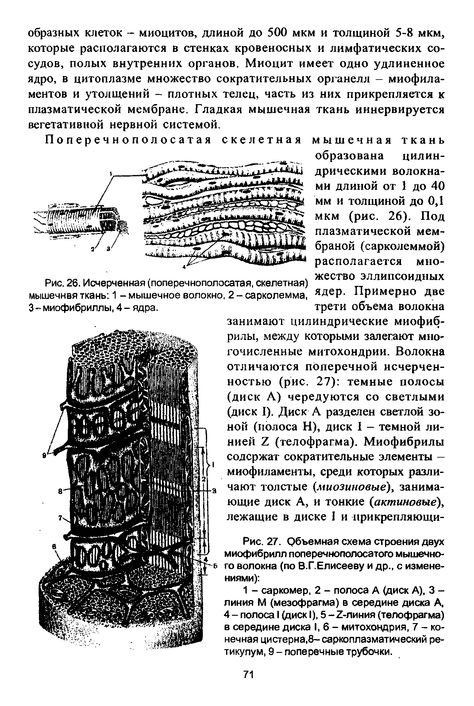 Рис. 26. Исчерченная (поперечнополосатая, скелетная) мышечнвя ткань 1 - мышечное волокно, 2 - сарколемма, 3 - миофибриллы, 4 - ядра.