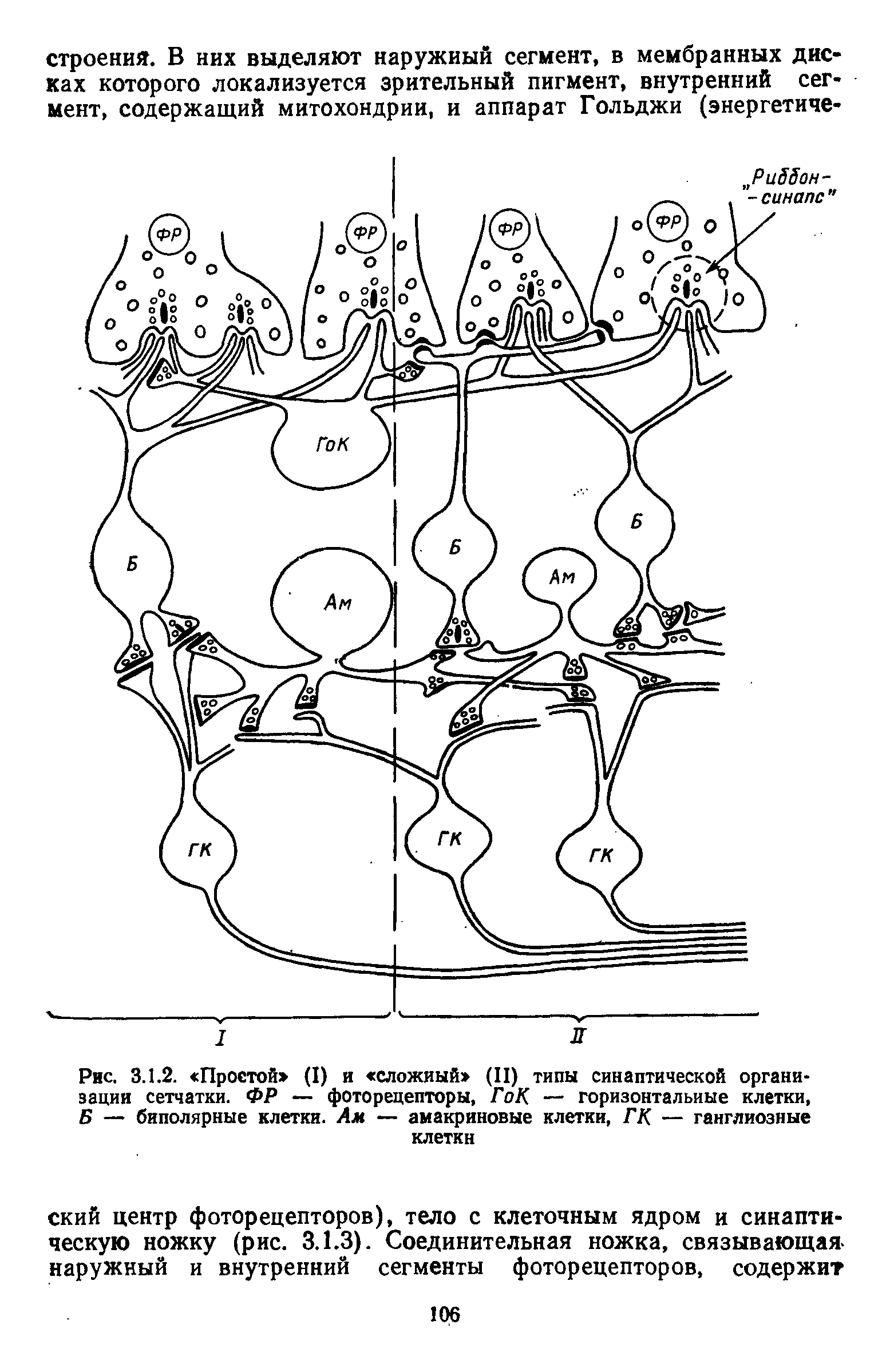 Рис. 3.1.2. Простой (I) и сложный (II) типы синаптической организации сетчатки. ФР — фоторецепторы, ГоК — горизонтальные клетки, Б — биполярные клетки. Ам — амакриновые клетки, ГК — ганглиозные клетки...