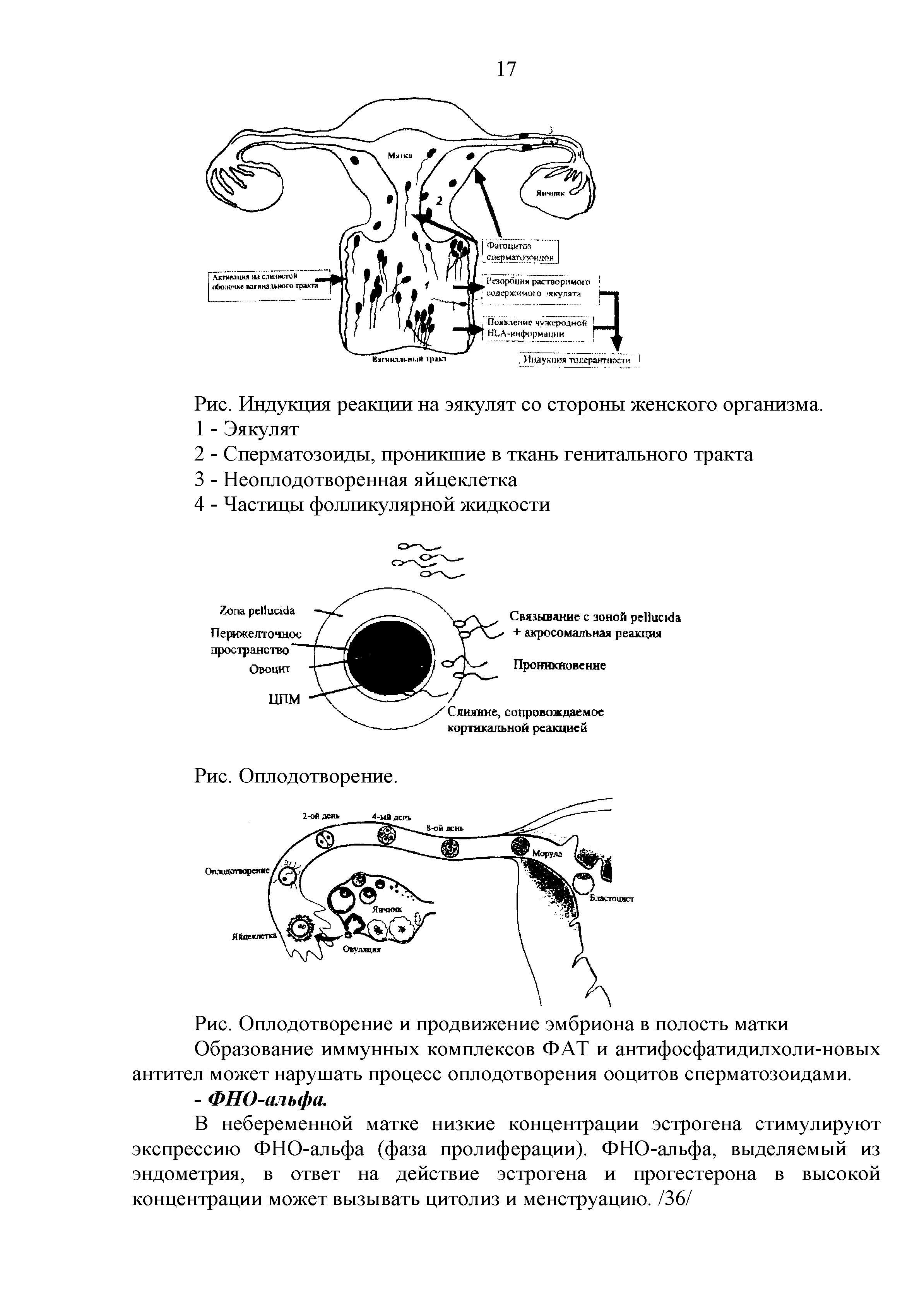 Рис. Оплодотворение и продвижение эмбриона в полость матки Образование иммунных комплексов ФАТ и антифосфатидилхоли-новых...