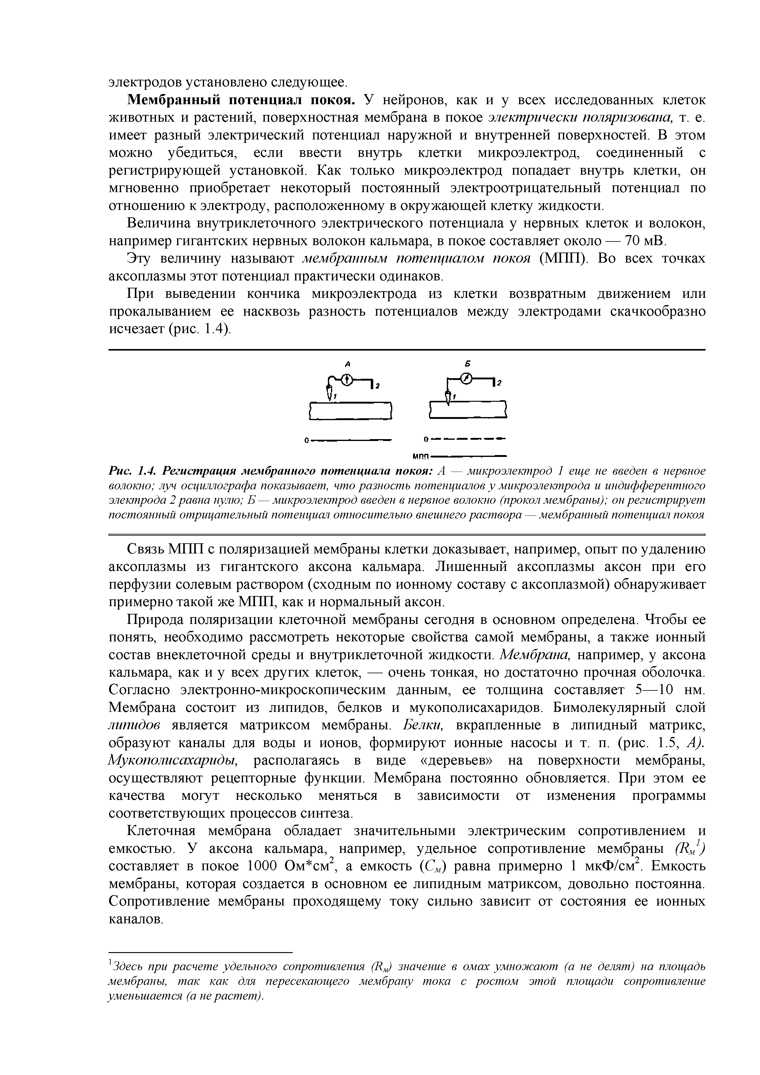 Рис. 1.4. Регистрация мембранного потенциала покоя А — микроэлектрод 1 еще не введен в нервное волокно луч осциллографа показывает, что разность потенциалов у микроэлектрода и индифферентного электрода 2 равна нулю Б — микроэлектрод введен в нервное волокно (прокол мембраны) он регистрирует постоянный отрицательный потенциал относительно внешнего раствора — мембранный потенциал покоя...