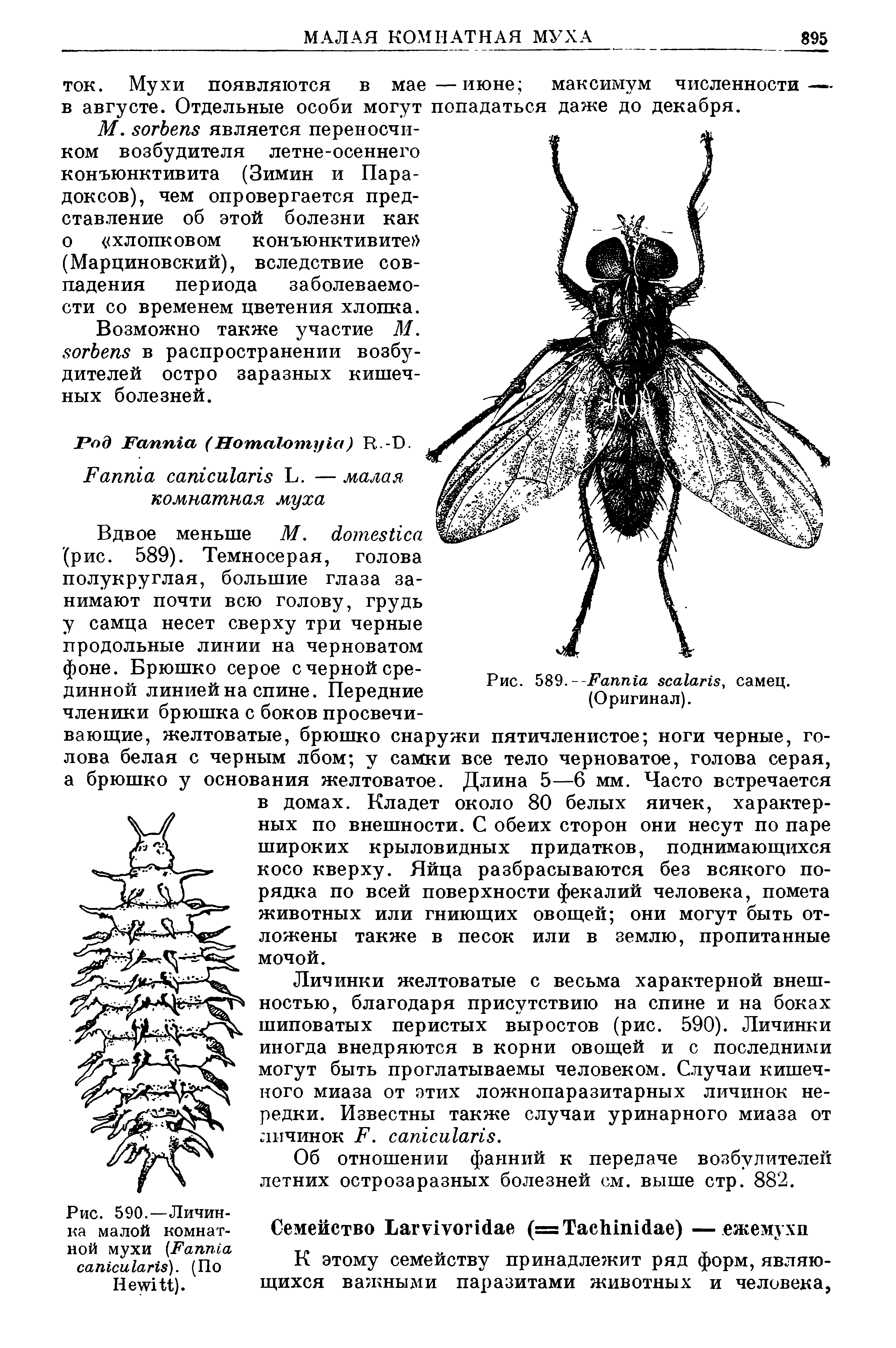 Рис. 590.—Личинка малой комнатной мухи (F ). (По H ).