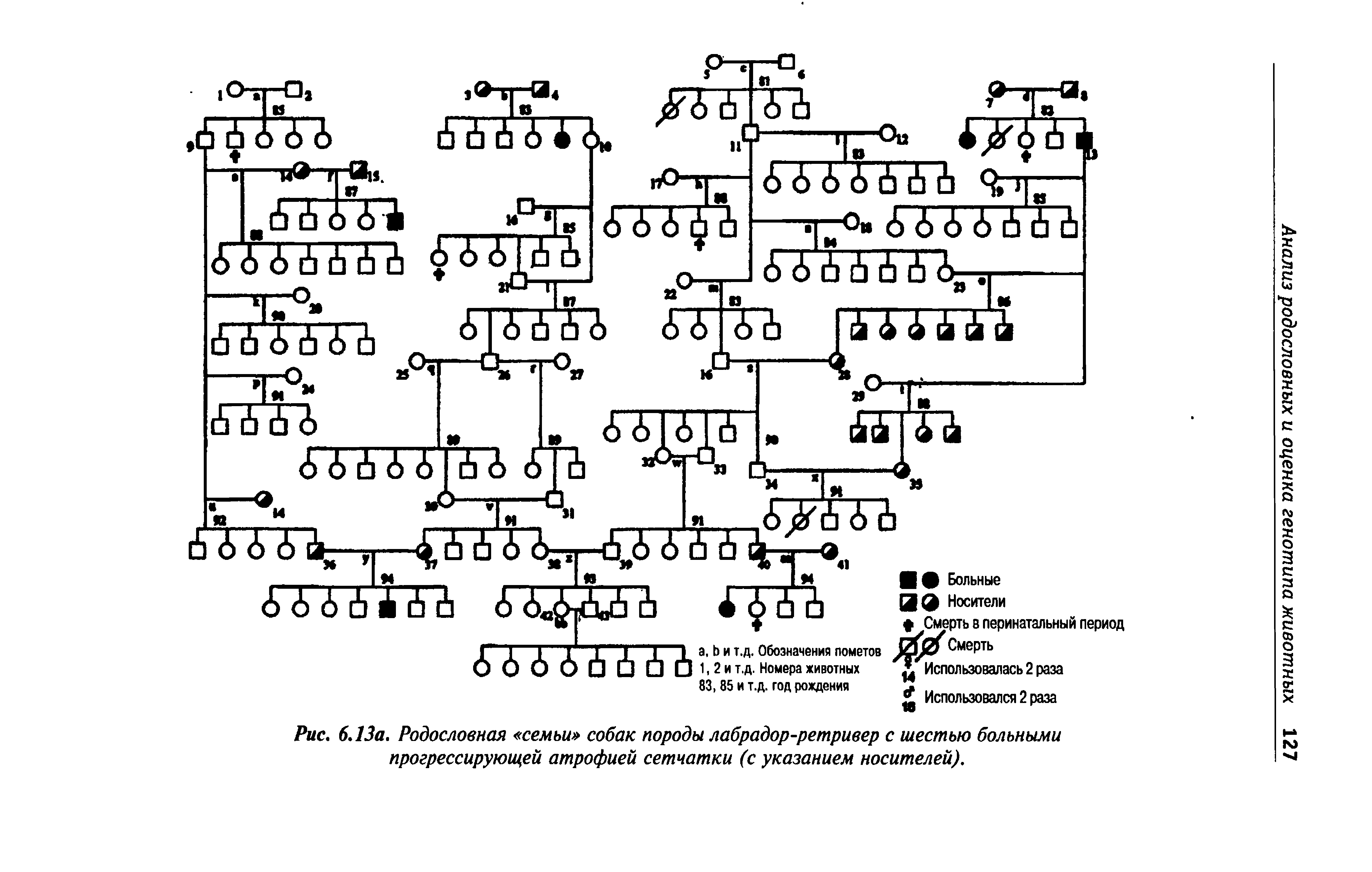 Рис. 6.13а. Родословная семьи собак породы лабрадор-ретривер с шестью больными прогрессирующей атрофией сетчатки (с указанием носителей).