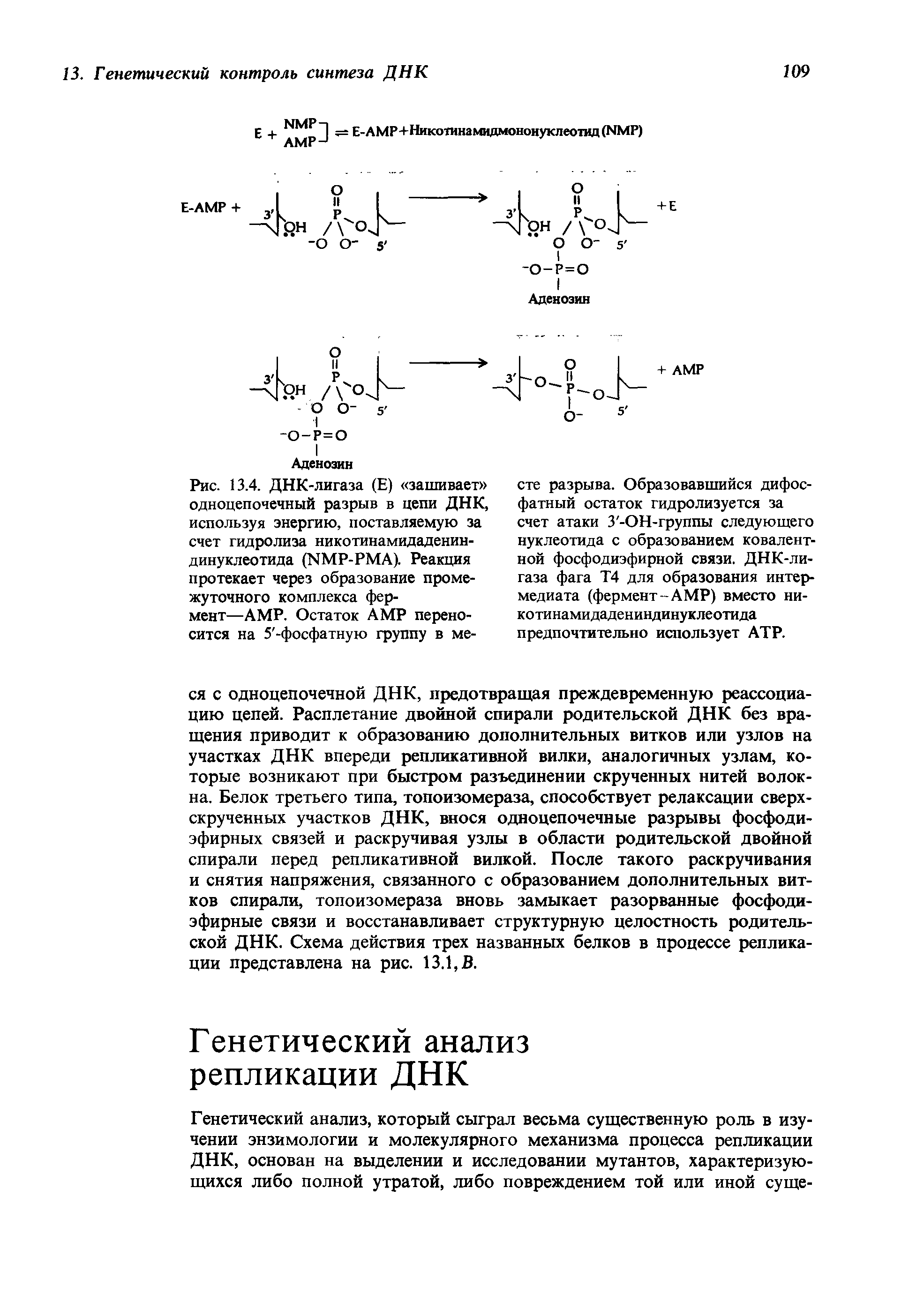 Рис. 13.4. ДНК-лигаза (Е) зашивает одноцепочечный разрыв в цепи ДНК, используя энергию, поставляемую за счет гидролиза никотинамидаденин-динуклеотида (ИМР-РМА). Реакция протекает через образование промежуточного комплекса фермент—АМР. Остаток АМР переносится на 5 -фосфатную группу в ме...