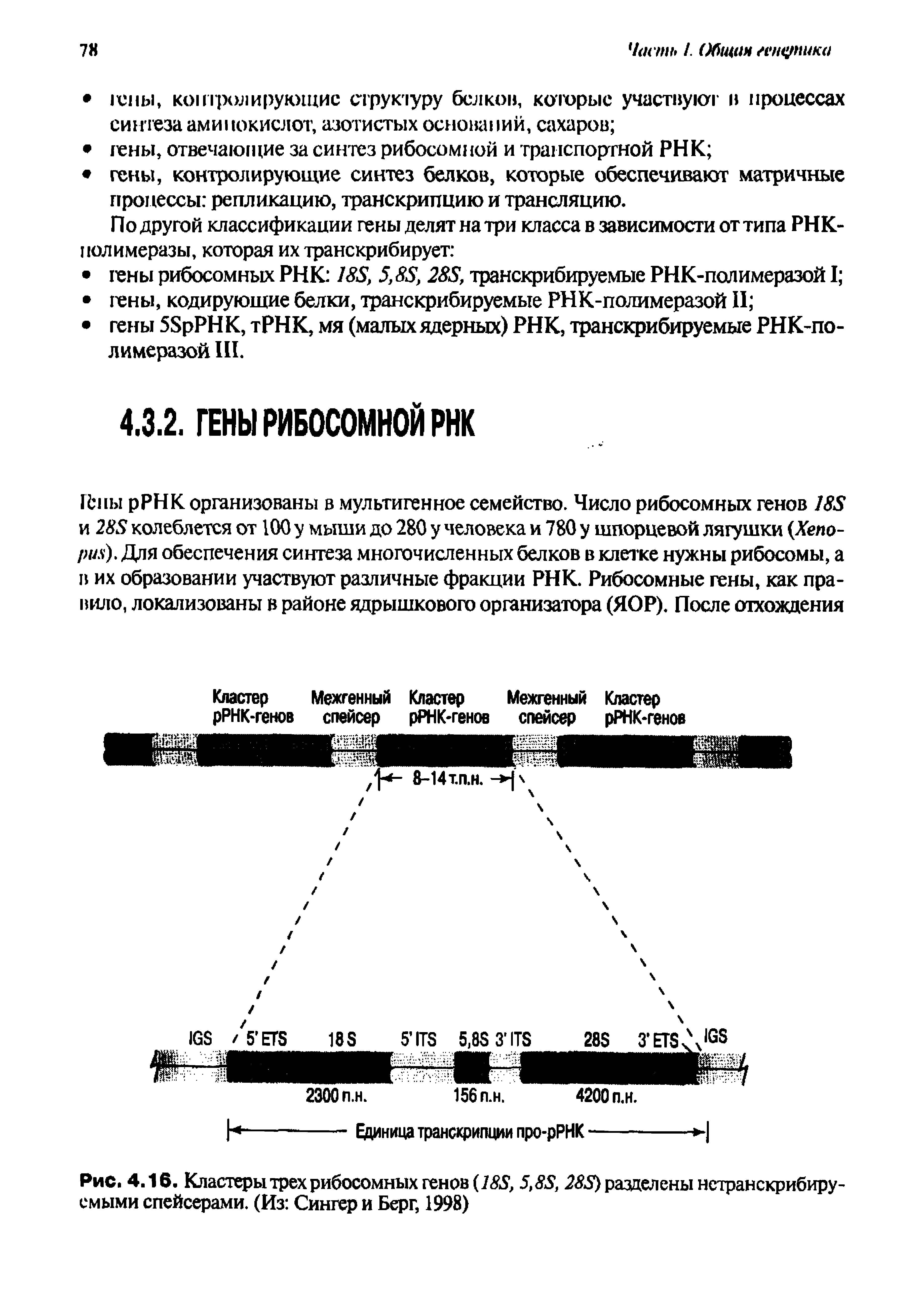 Рис. 4.16. Кластеры трех рибосомных генов (18S, 5,8S, 28S) разделены нстранскрибиру-смыми спейсерами. (Из Сингер и Берг, 1998)...