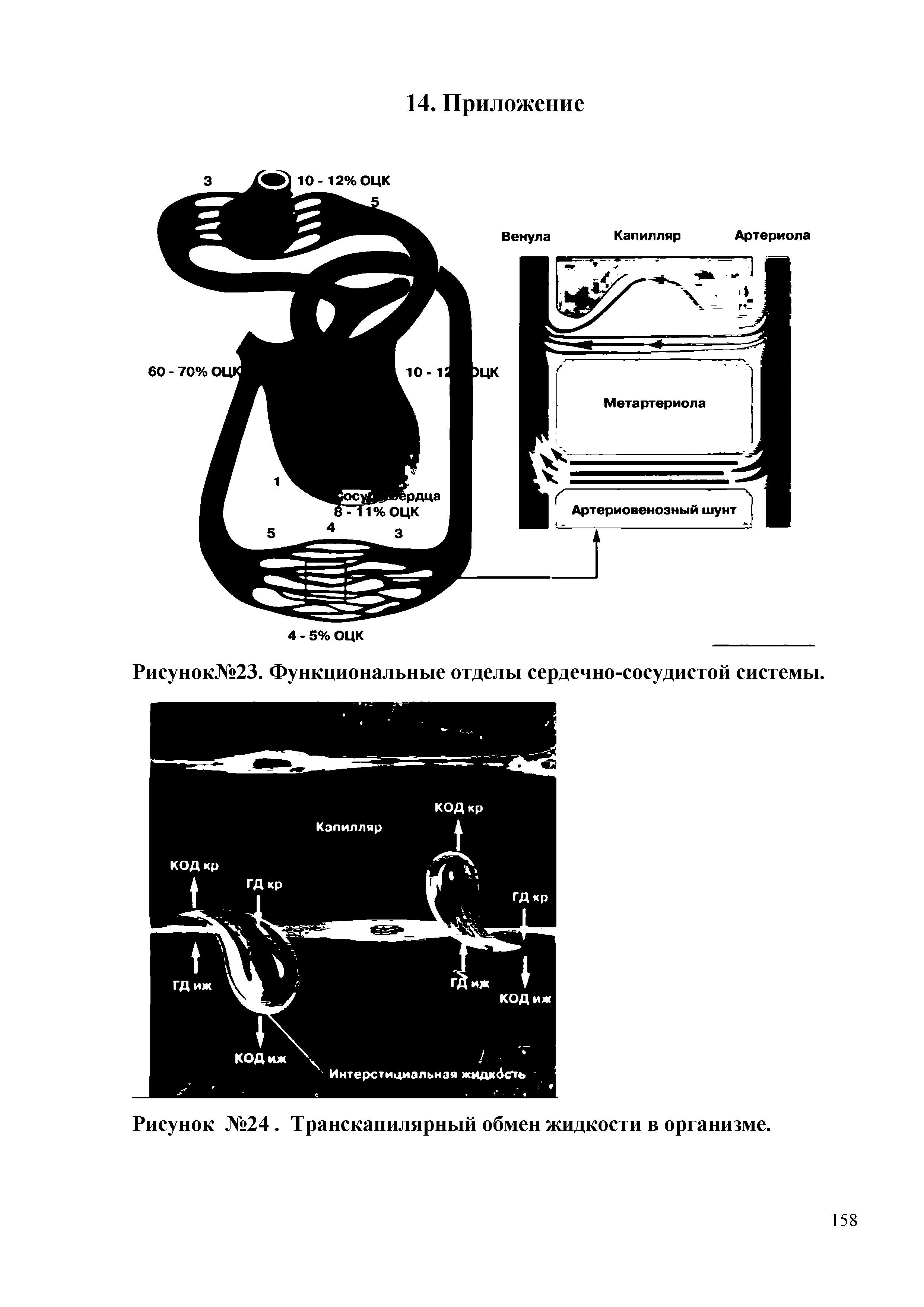 Рисунок№23. Функциональные отделы сердечно-сосудистой системы.