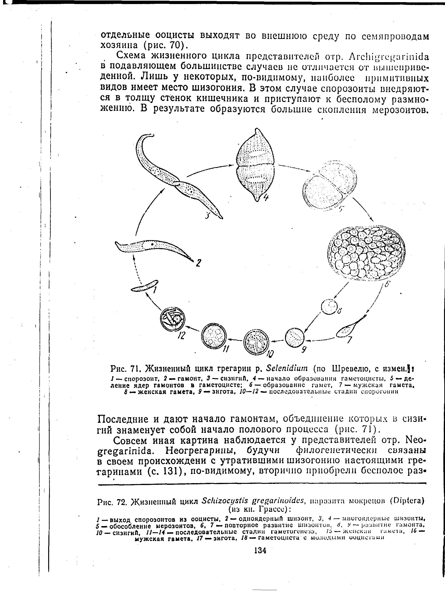 Рис. 71. Жизненный цикл грегарин р. 8е1епМ1ит (по Шревелю, с измен. /—-спорозоит, 2 — гамонт, 3— сизигий, 4 —начало образования гаметоцнсты, 5 — деление ядер гамонтов в гаметоцисте 6 — образование гамет, 7 — мужская гамета, 8 — женская гамета, 2 —зигота, 10—12 — последовательные стадии спорогонии...