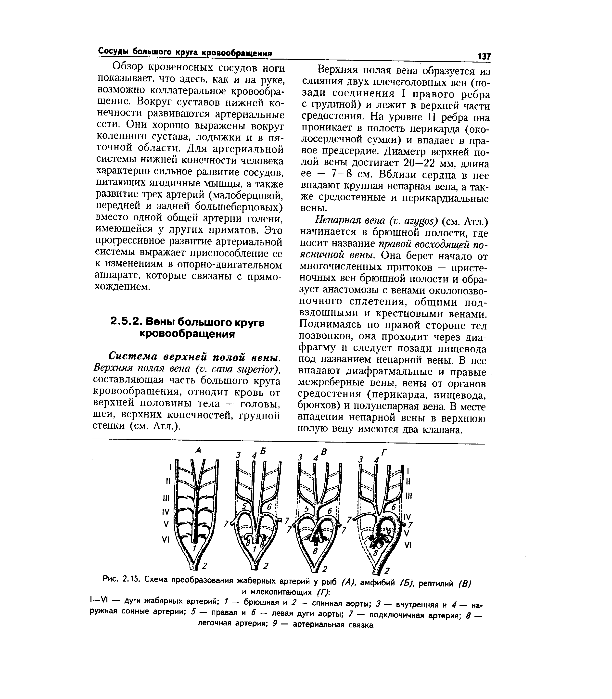 Рис. 2.15. Схема преобразования жаберных артерий у рыб (А), амфибий (Б), рептилий (В) и млекопитающих (Г)-.