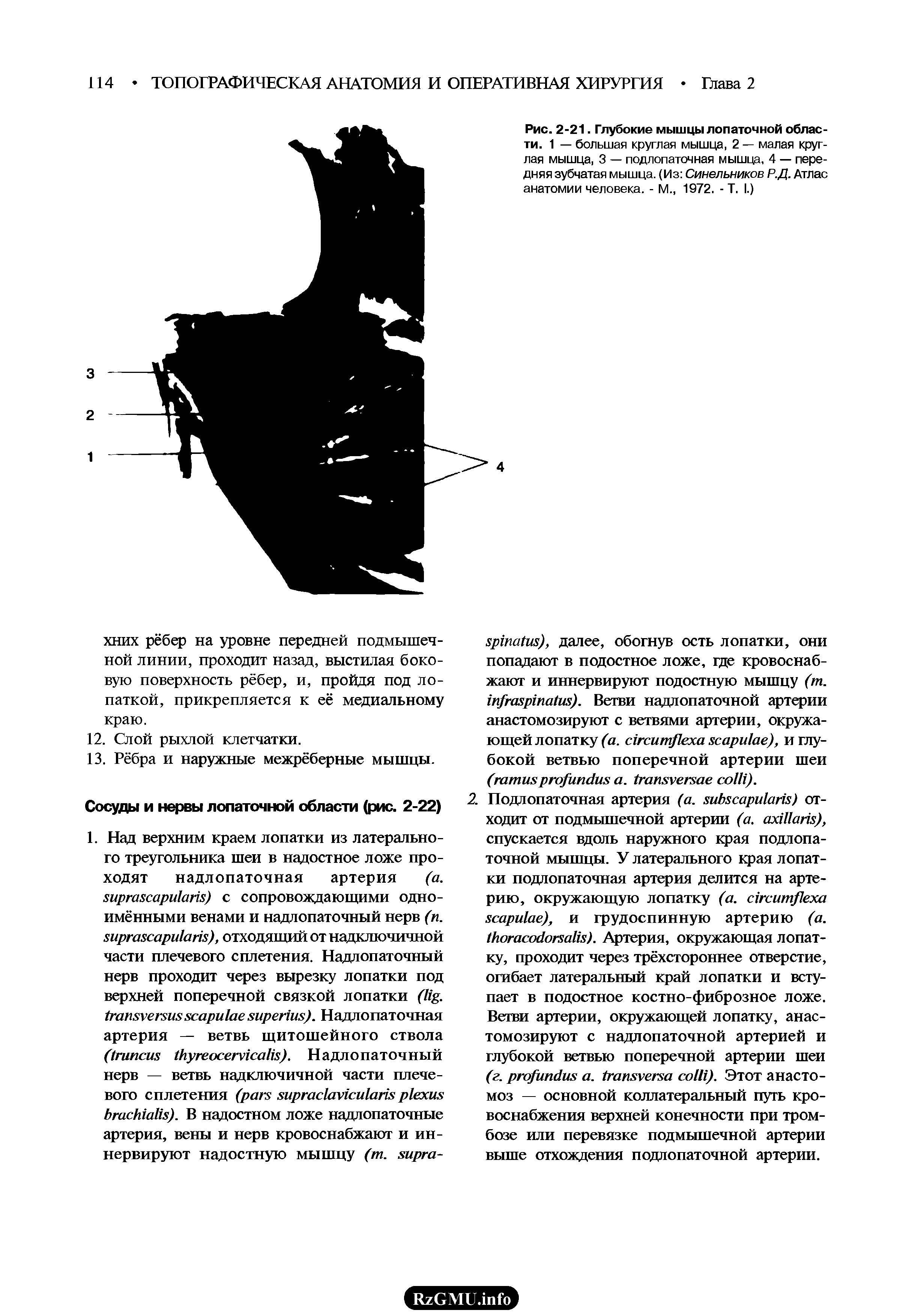 Рис. 2-21. Глубокие мышцы лопаточной области. 1 — большая круглая мышца, 2 — малая круглая мышца, 3 — подлопаточная мышца, 4 — передняя зубчатая мышца. (Из Синельников Р.Д. Атлас анатомии человека. - М., 1972. - Т. I.)...