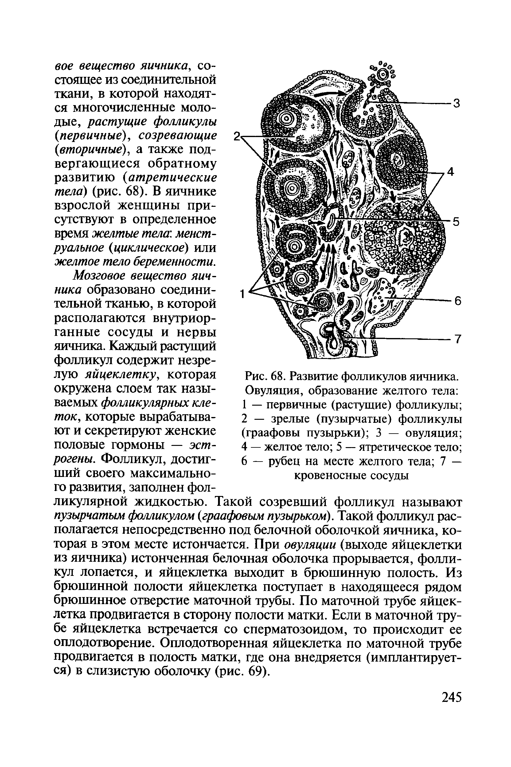 Рис. 68. Развитие фолликулов яичника. Овуляция, образование желтого тела ...