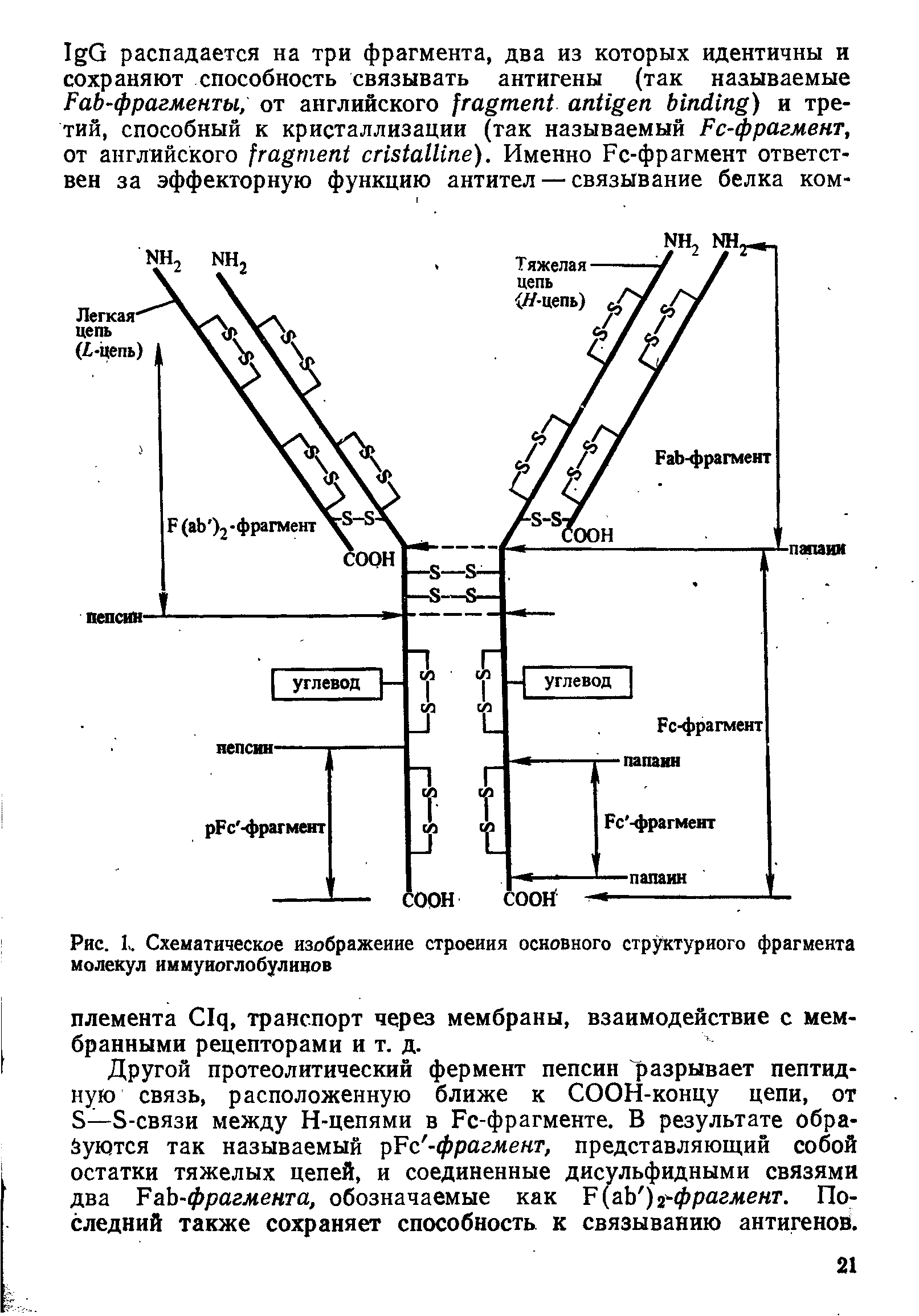 Рис. 1. Схематическое изображение строения основного структурного фрагмента молекул иммуноглобулинов...