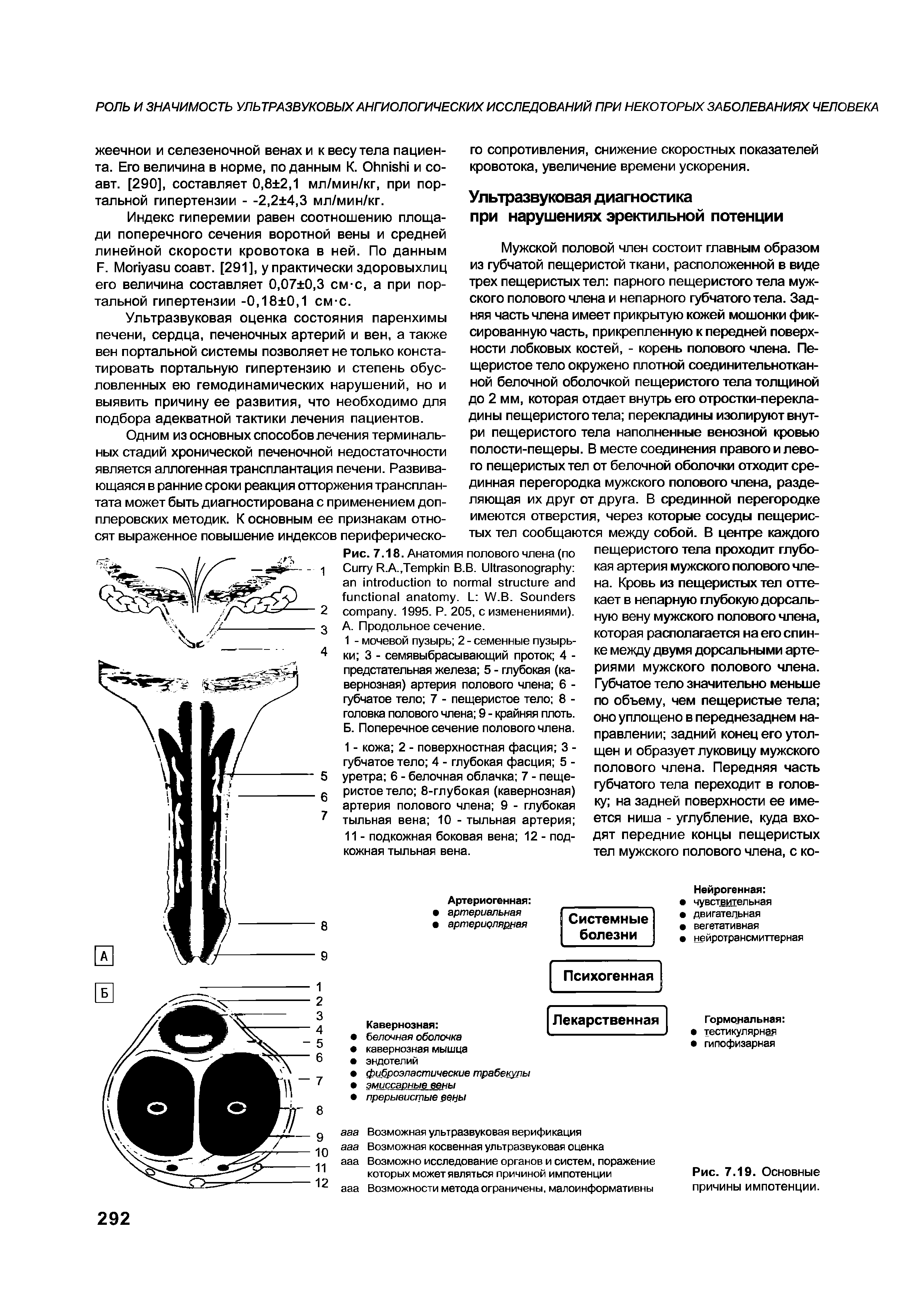 Рис. 7.18. Анатомия полового члена (по C R.A.,T В.В. U . L W.B. S . 1995. P. 205, с изменениями). А. Продольное сечение.