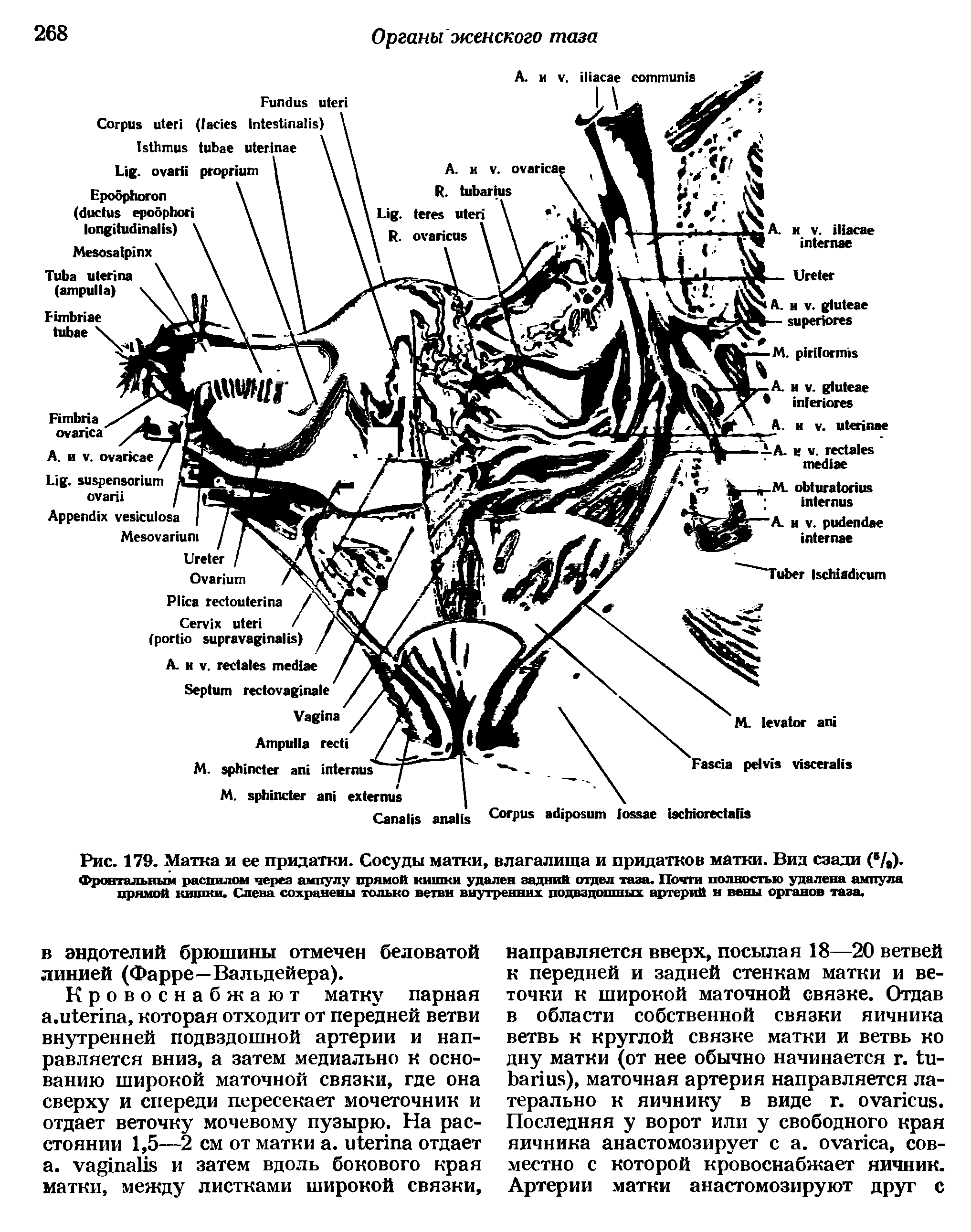 Рис. 179. Матка и ее придатки. Сосуды матки, влагалища и придатков матки. Вид сзади ( / ) Фронтальным распилом через ампулу прямой кишки удален задний отдел таза. Почти полностью удалена ампула прямой кишки. Слева сохранены только ветви внутренних подвздошных артерий н вены органов таза.