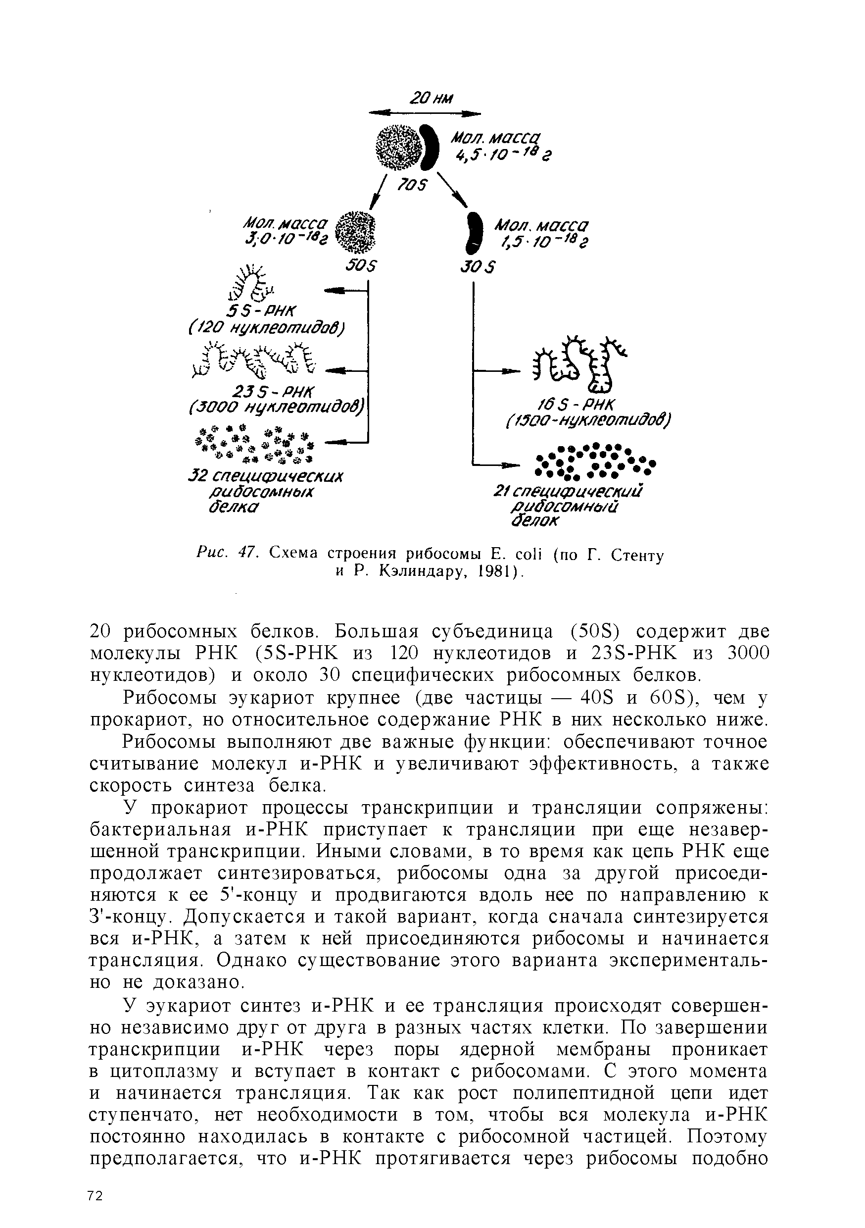 Рис. 47. Схема строения рибосомы Е. (по Г. Стенту и Р. Кэлиндару, 1981).