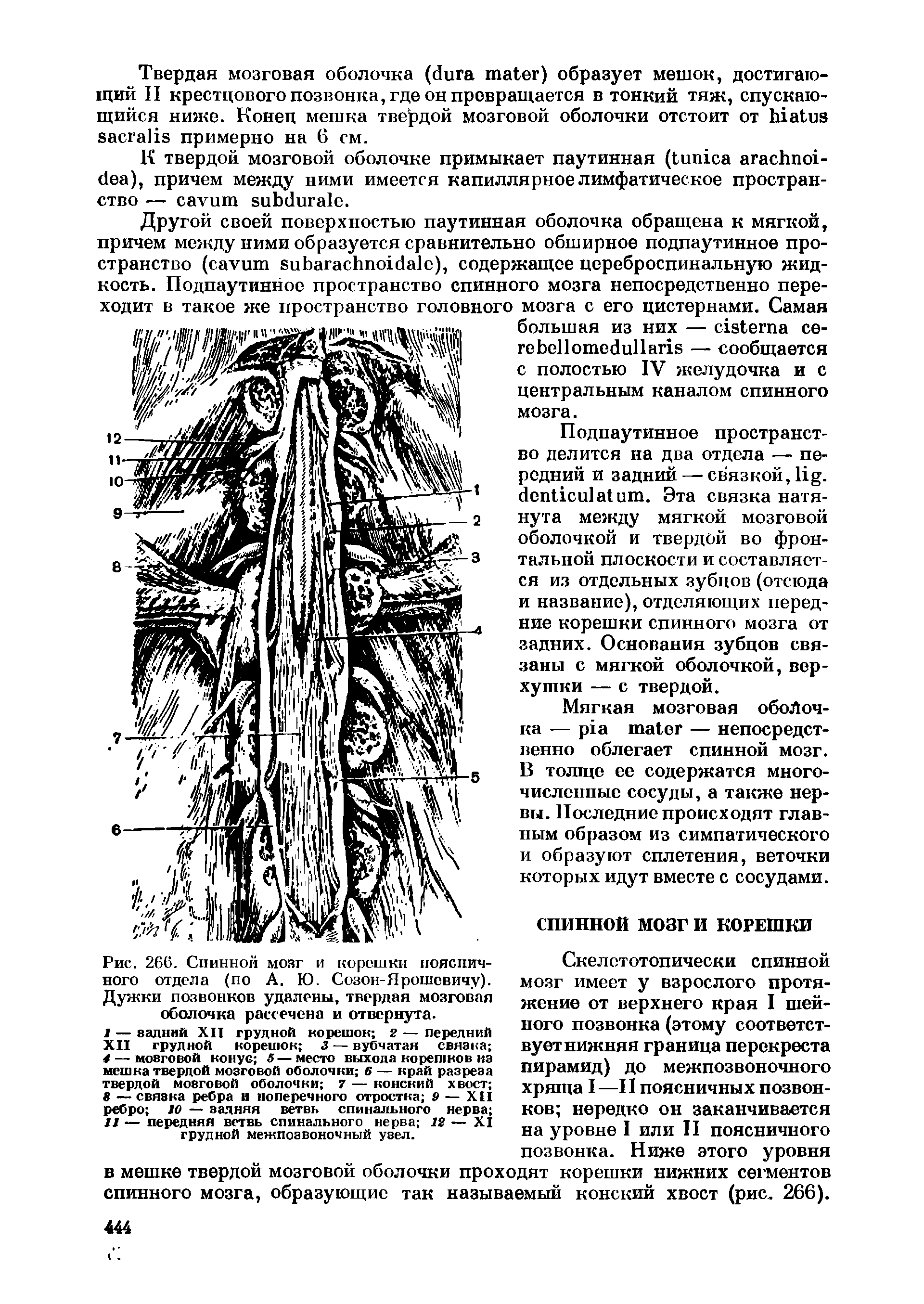 Рис. 266. Спинной мозг и корешки поясничного отдела (по А. Ю. Созон-Ярошсвичу). Дужки позвонков удалены, твердая мозговая оболочка рассечена и отвернута.