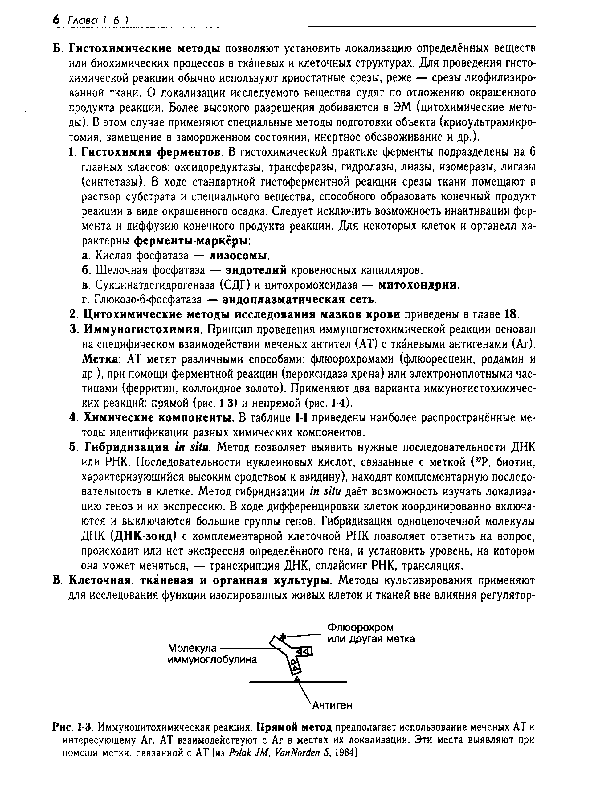 Рис. 1-3. Иммуноцитохимическая реакция. Прямой метод предполагает использование меченых АТ к интересующему Аг. АТ взаимодействуют с Аг в местах их локализации. Эти места выявляют при помощи метки, связанной с АТ [из P JM, V N S, 1984]...