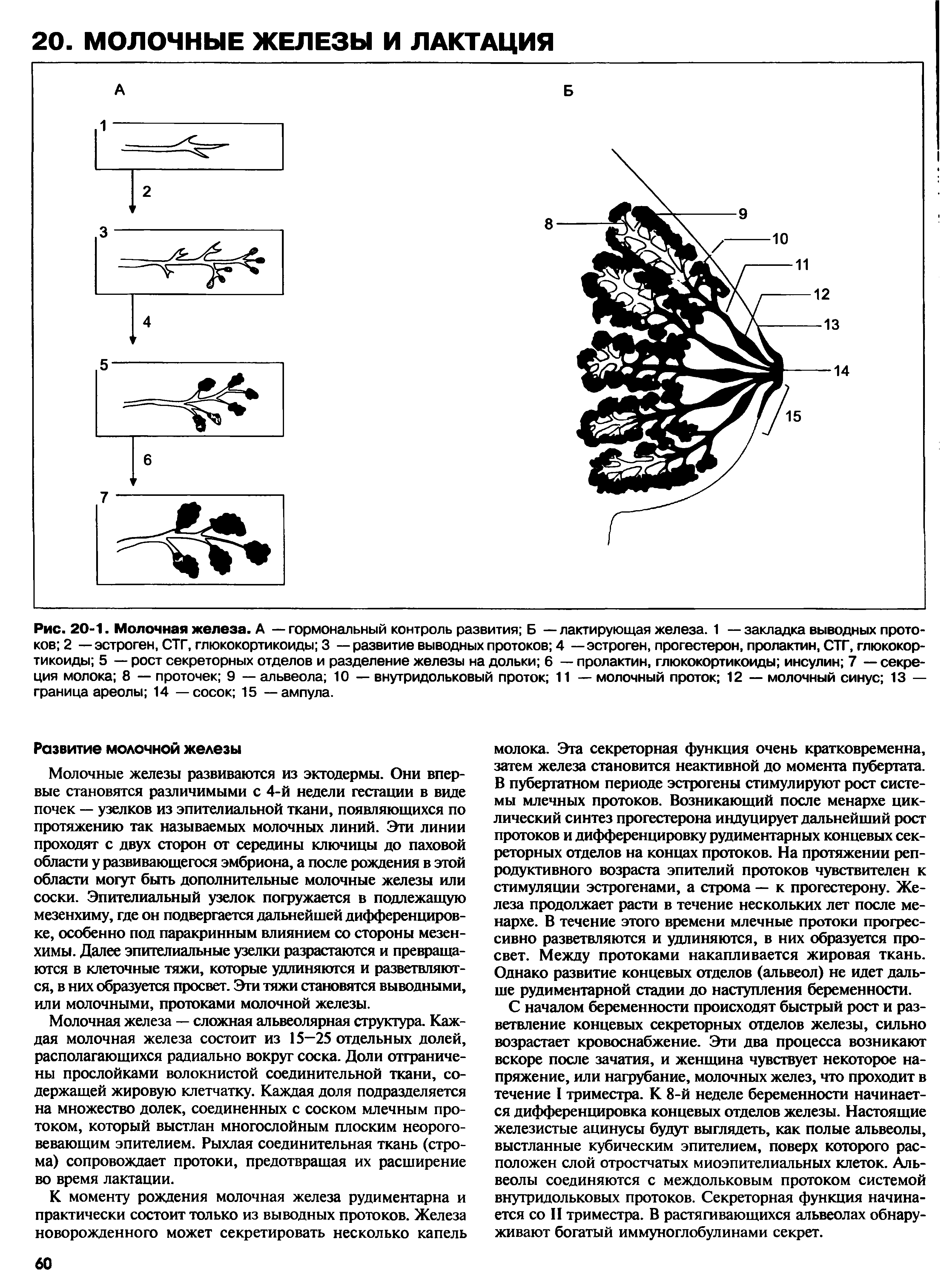 Рис. 20-1. Молочная железа. А — гормональный контроль развития Б — лактирующая железа. 1 —закладка выводных протоков 2 —эстроген, СТГ, глюкокортикоиды 3 —развитие выводных протоков 4 —эстроген, прогестерон, пролактин, СТГ, глюкокортикоиды 5 — рост секреторных отделов и разделение железы на дольки 6 — пролактин, глюкокортикоиды инсулин 7 — секреция молока 8 — проточек 9 — альвеола 10 — внутридольковый проток 11 — молочный проток 12 — молочный синус 13 — граница ареолы 14 — сосок 15 — ампула.