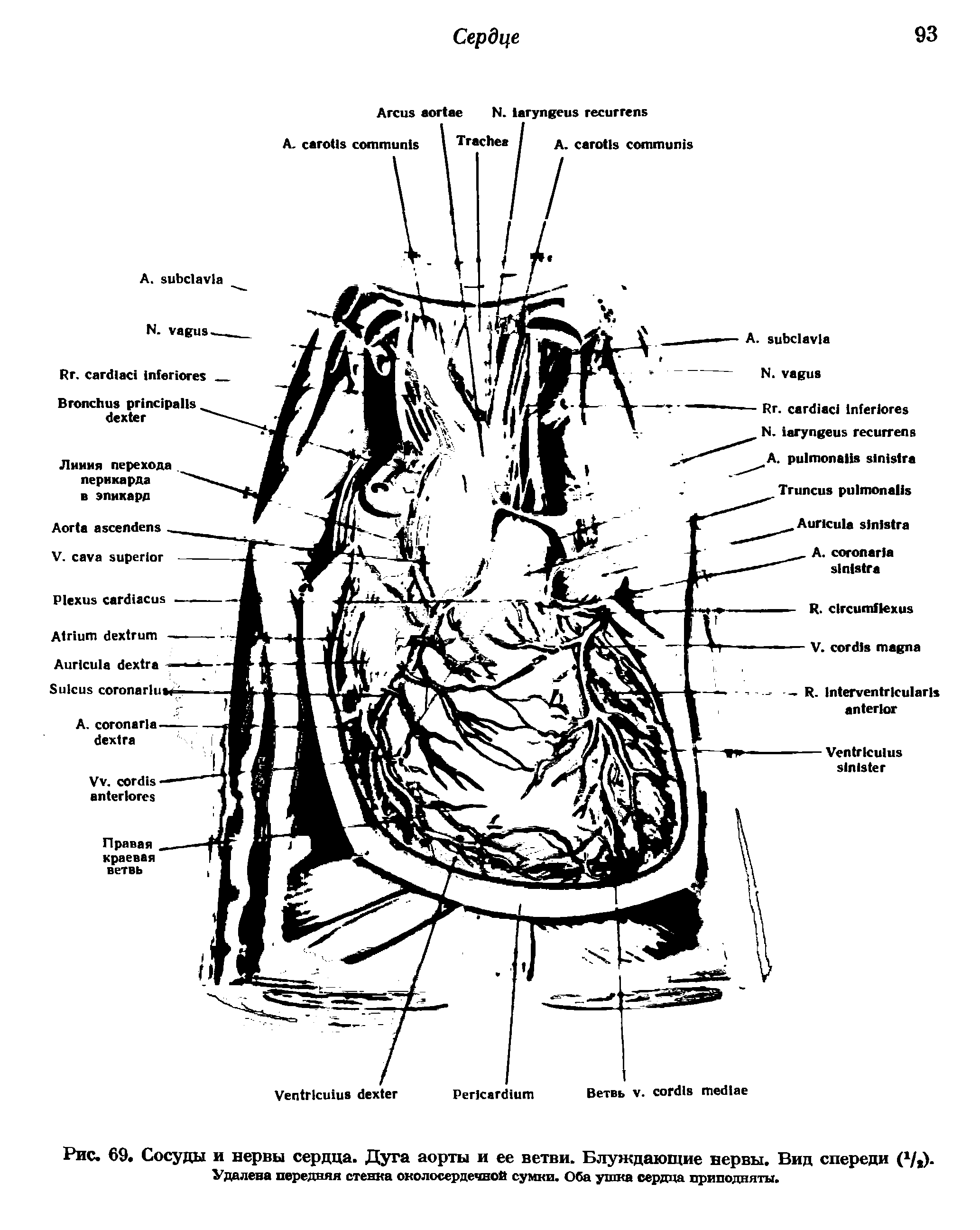 Рис. 69. Сосуды и нервы сердца. Дуга аорты и ее ветви. Блуждающие нервы. Вид спереди С1/ )-Удалена передняя стенка околосердечной сумки. Оба ушка сердца приподняты.