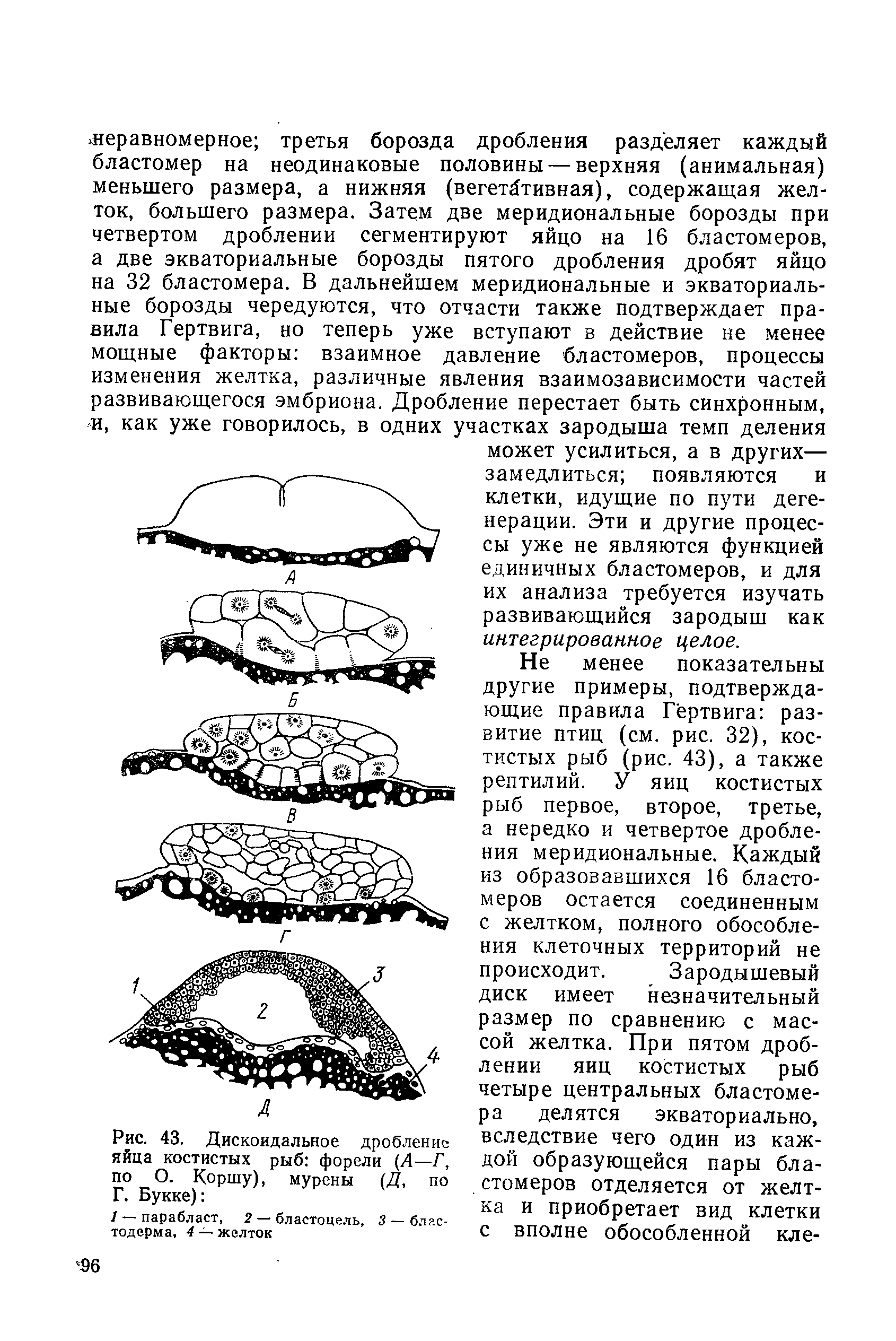 Рис. 43. Дискоидальное дробление яйца костистых рыб форели (Л—Г, по О. Коршу), мурены (Д, по Г. Букке) ...