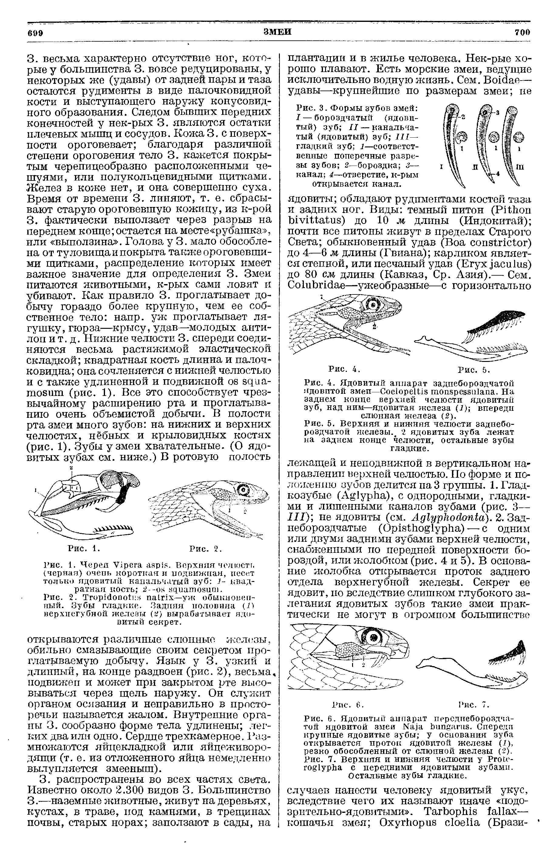 Рис. 4. Ядовитый аппарат заднебороздчатой ядовитой змеи—Сое1оре1иэ топйре5зи1апа. На заднем конце верхней челюсти ядовитый зуб, над ним—ядовитая железа (7) впереди слюнная железа (2).