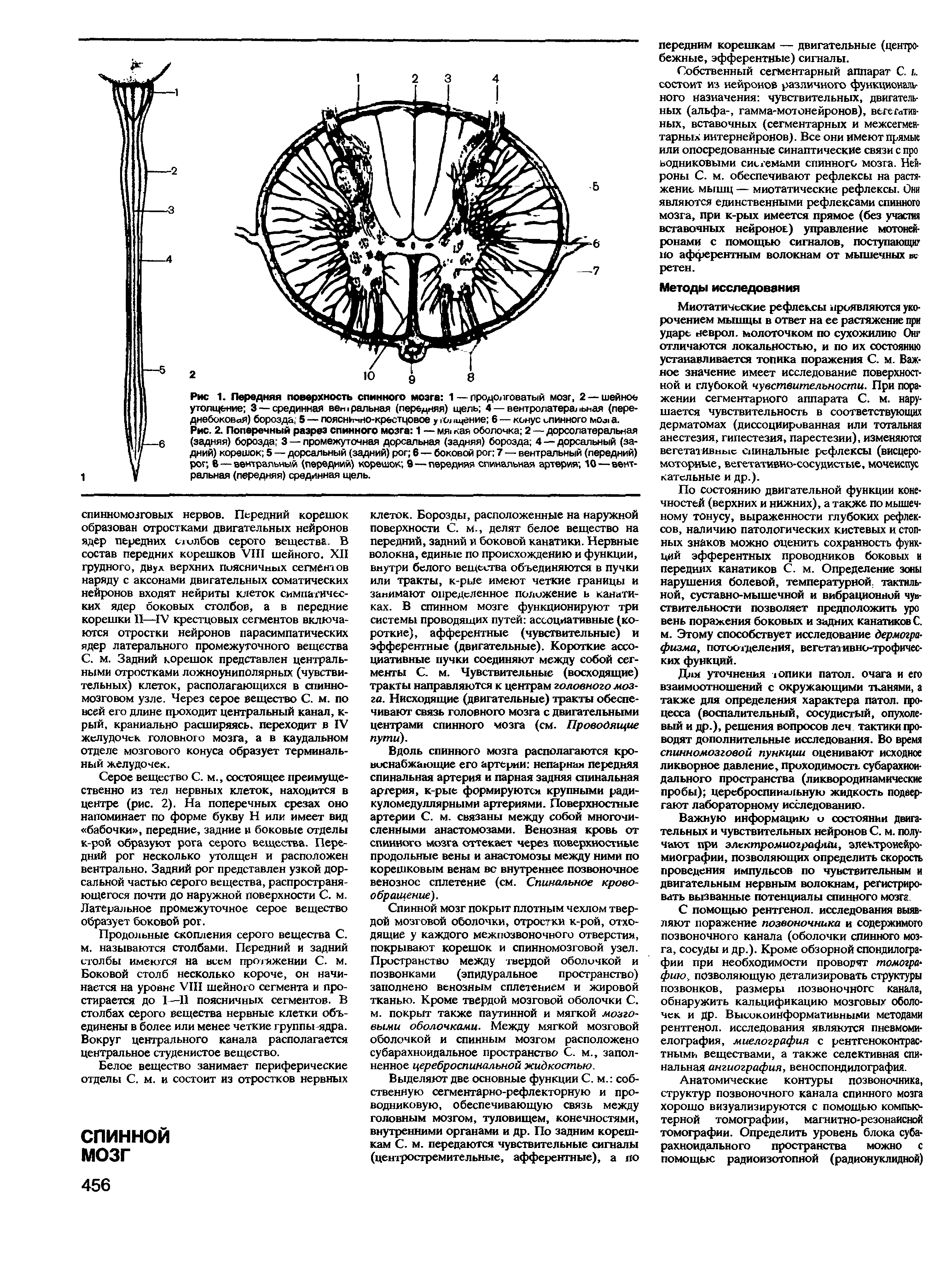 Рис. 2. Поперечный разрез спинного мозга 1 — мя> кая оболочка 2 — дорсолатеральная (задняя) борозда 3 — промежуточная дорсальная (задняя) борозда 4 — дорсальный (задний) корешок 5 — дорсальный (задний) рог 6 — боковой рог 7 — вентральный (передний) рог 6 — вентральный (передний) корешок 9—передняя спинальная артерия 10—вентральная (передняя) срединная щель.