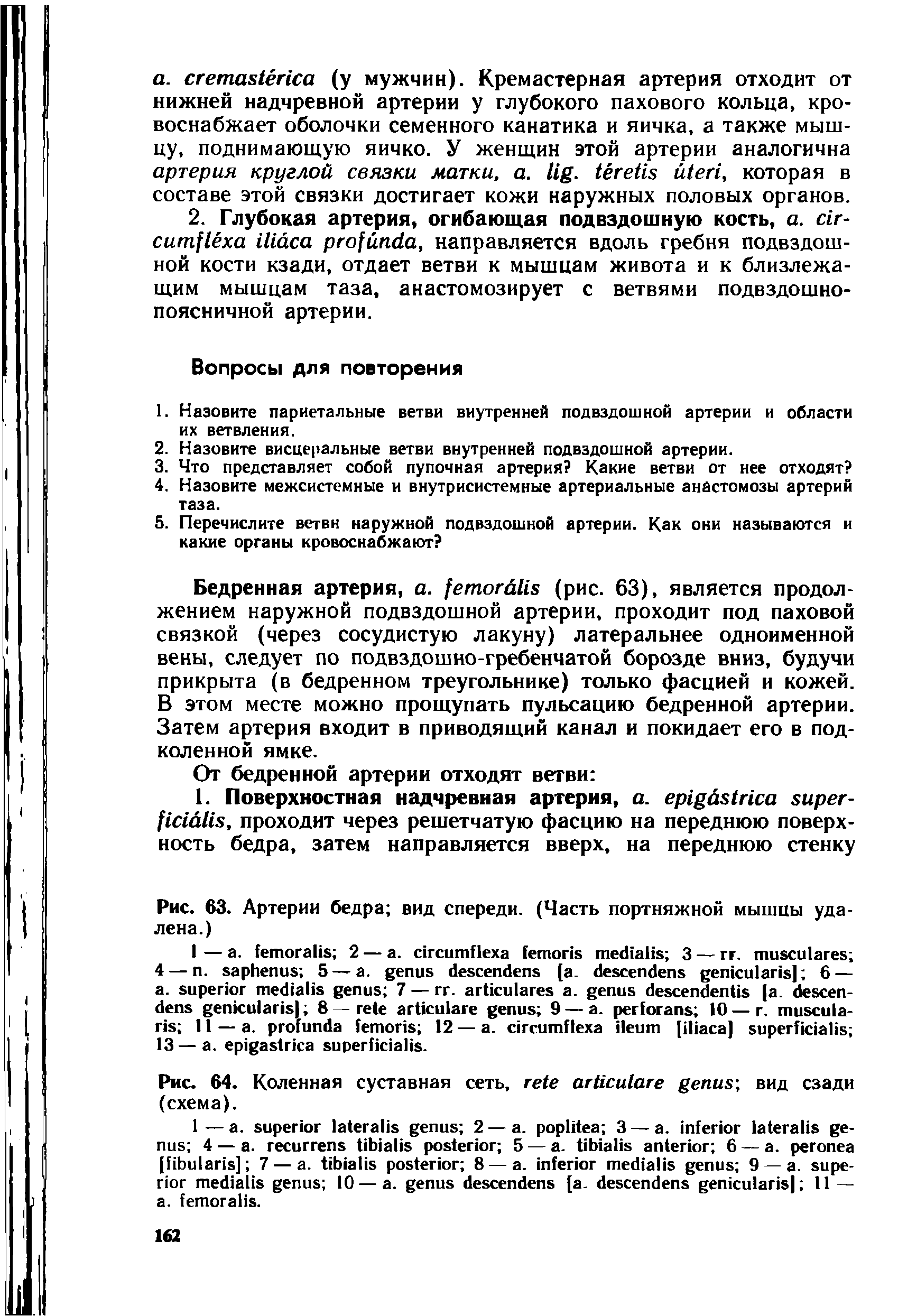 Рис. 63. Артерии бедра вид спереди. (Часть портняжной мышцы удалена.)...