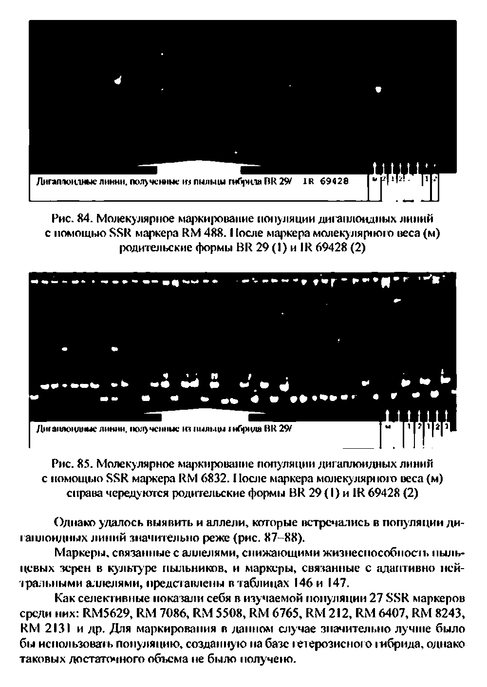 Рис. 85. Молекулярное маркирование популяции ди гаплоидных линий с номощыо маркера КМ 6832.11осле маркера молекуляр юю веса (м) справа чередуются родительские формы ВИ 29(I) и 1И 69428 (2)...