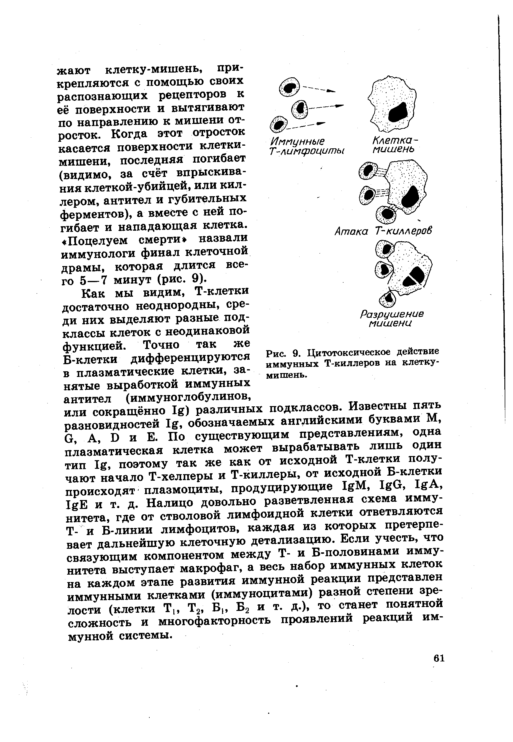 Рис. 9. Цитотоксическое действие иммунных Т-киллеров на клетку-мишень.