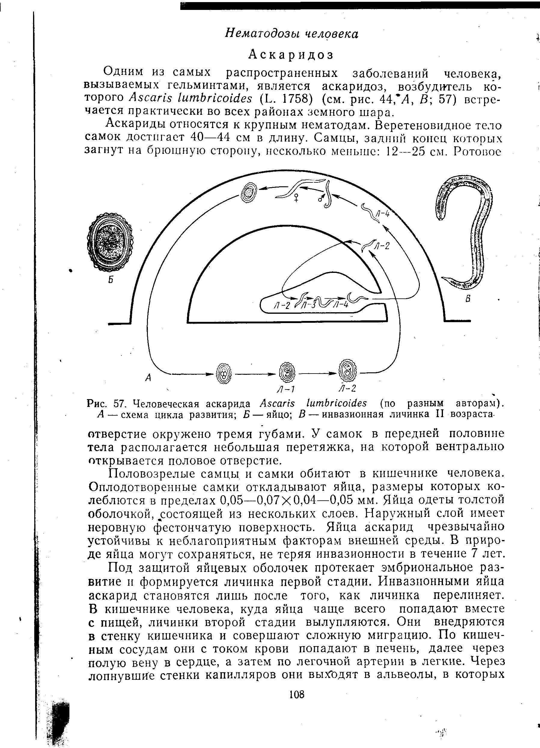 Рис. 57. Человеческая аскарида A (по разным авторам). А— схема цикла развития Б — яйцо В — инвазионная личинка II возраста-...