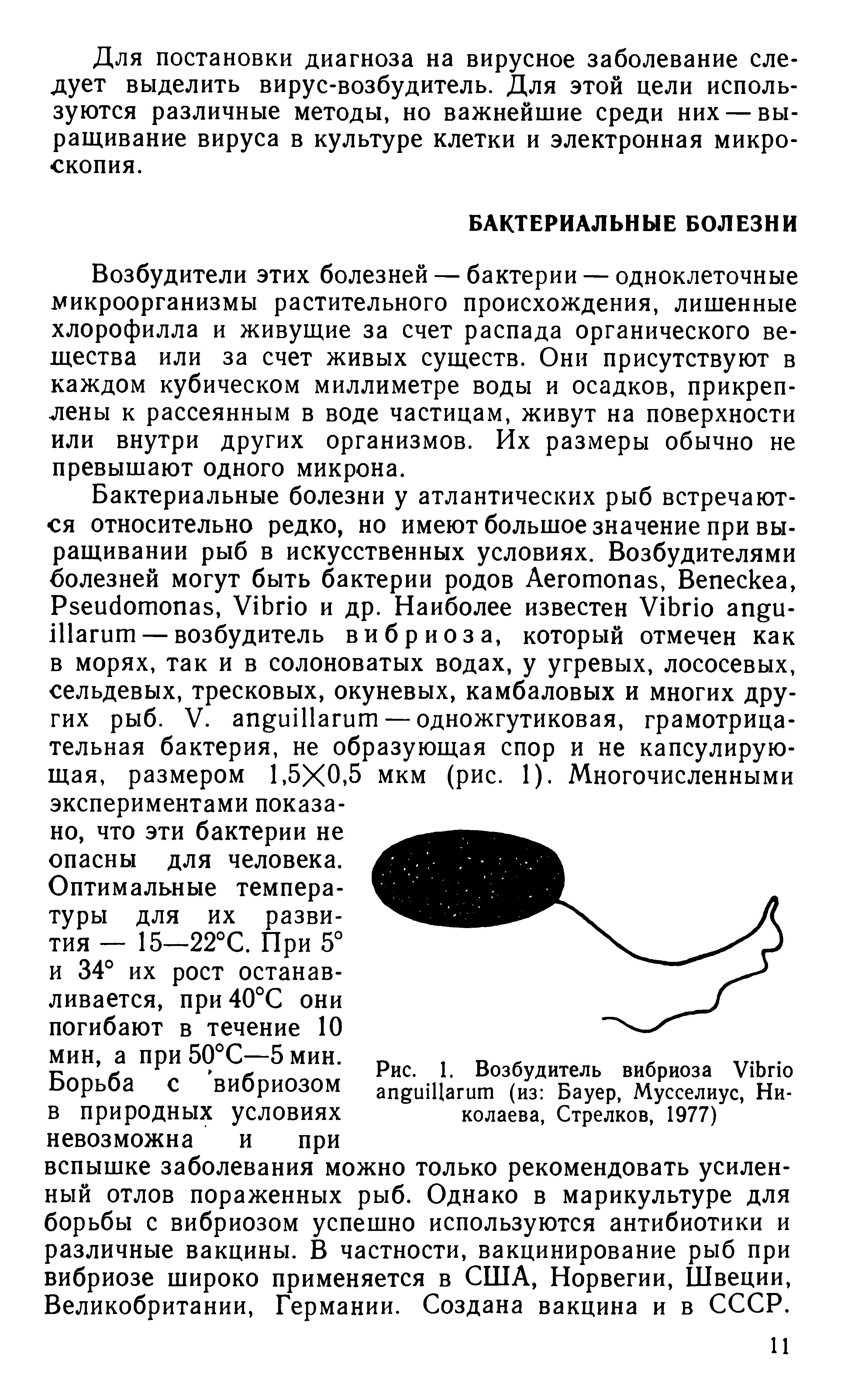 Рис. 1. Возбудитель вибриоза V (из Бауер, Мусселиус, Николаева, Стрелков, 1977)...