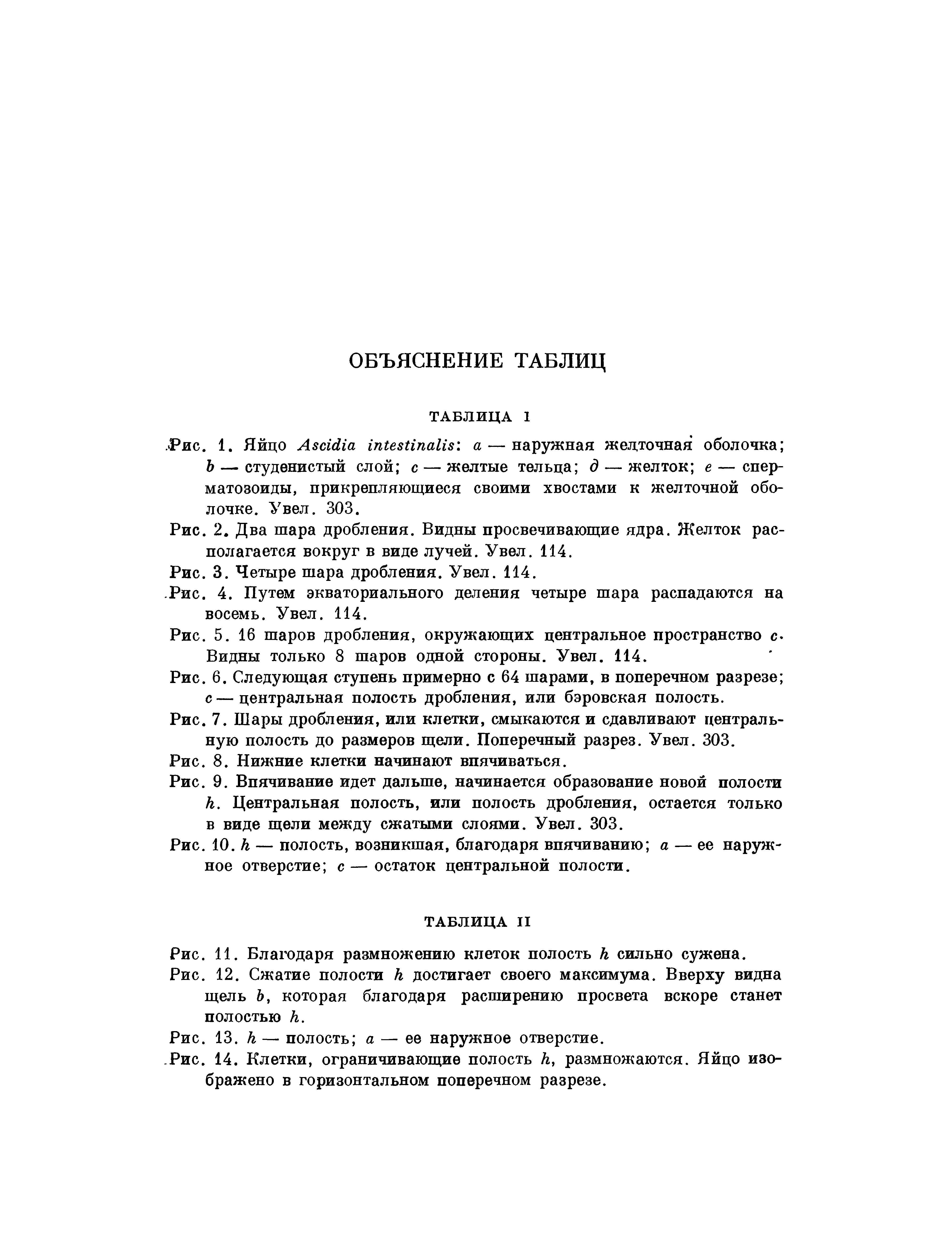 Рис. 7. Шары дробления, или клетки, смыкаются и сдавливают центральную полость до размеров щели. Поперечный разрез. Увел. 303.