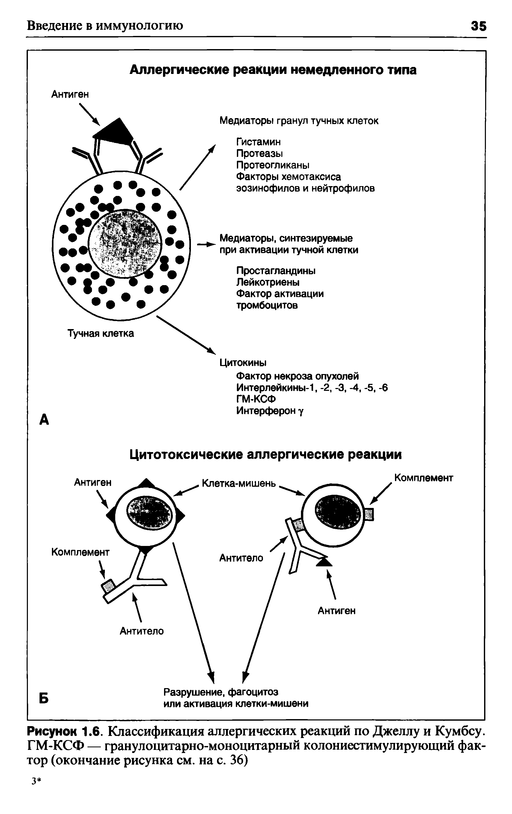 Рисунок 1.6. Классификация аллергических реакций по Джеллу и Кумбсу. ГМ-КСФ — гранулоцитарно-моноцитарный колониестимулирующий фактор (окончание рисунка см. на с. 36)...
