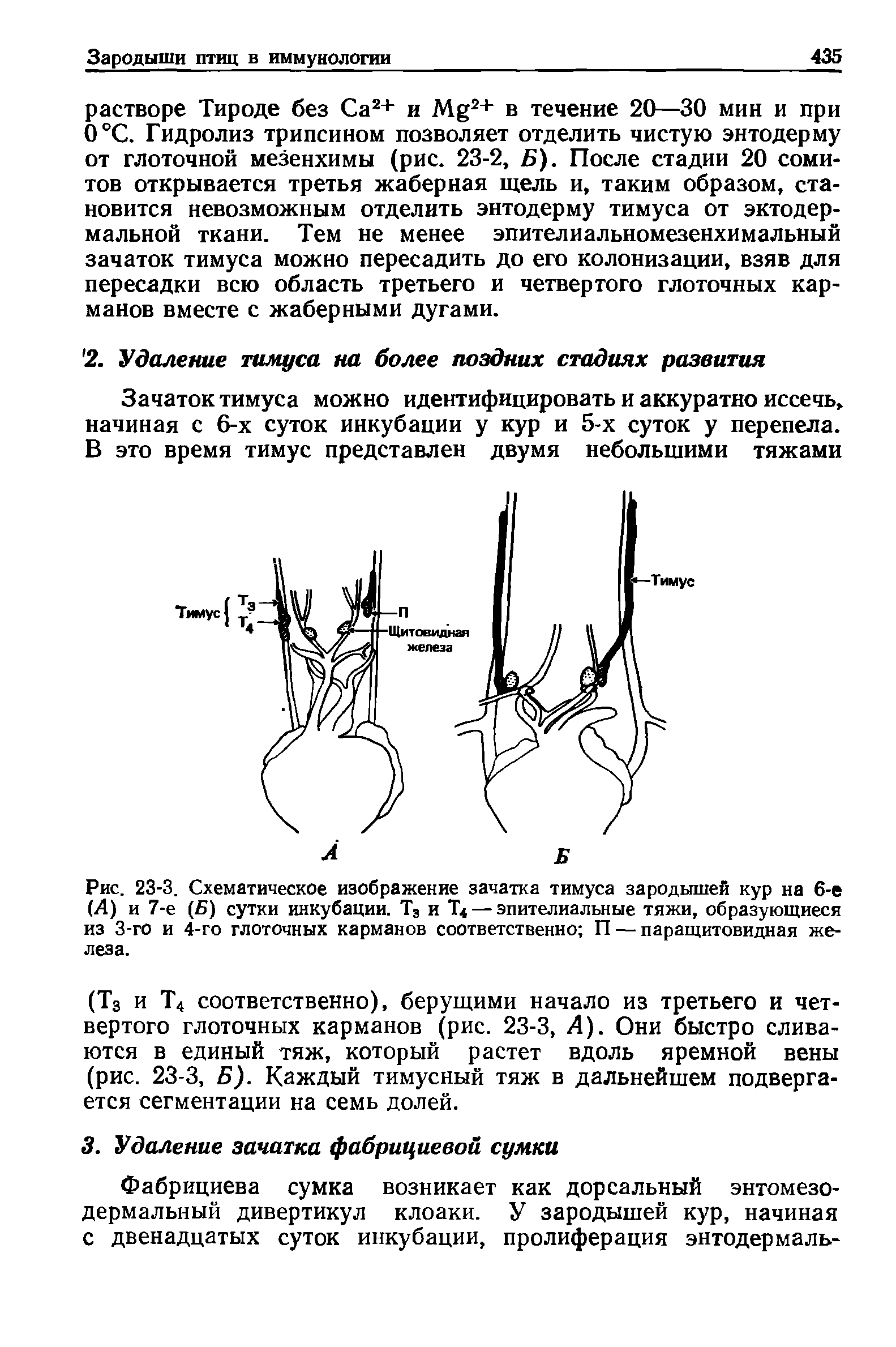 Рис. 23-3. Схематическое изображение зачатка тимуса зародышей кур на 6-е (Л) и 7-е (Б) сутки инкубации. Т3 и Т< — эпителиальные тяжи, образующиеся из 3-го и 4-го глоточных карманов соответственно П — паращитовидная железа.