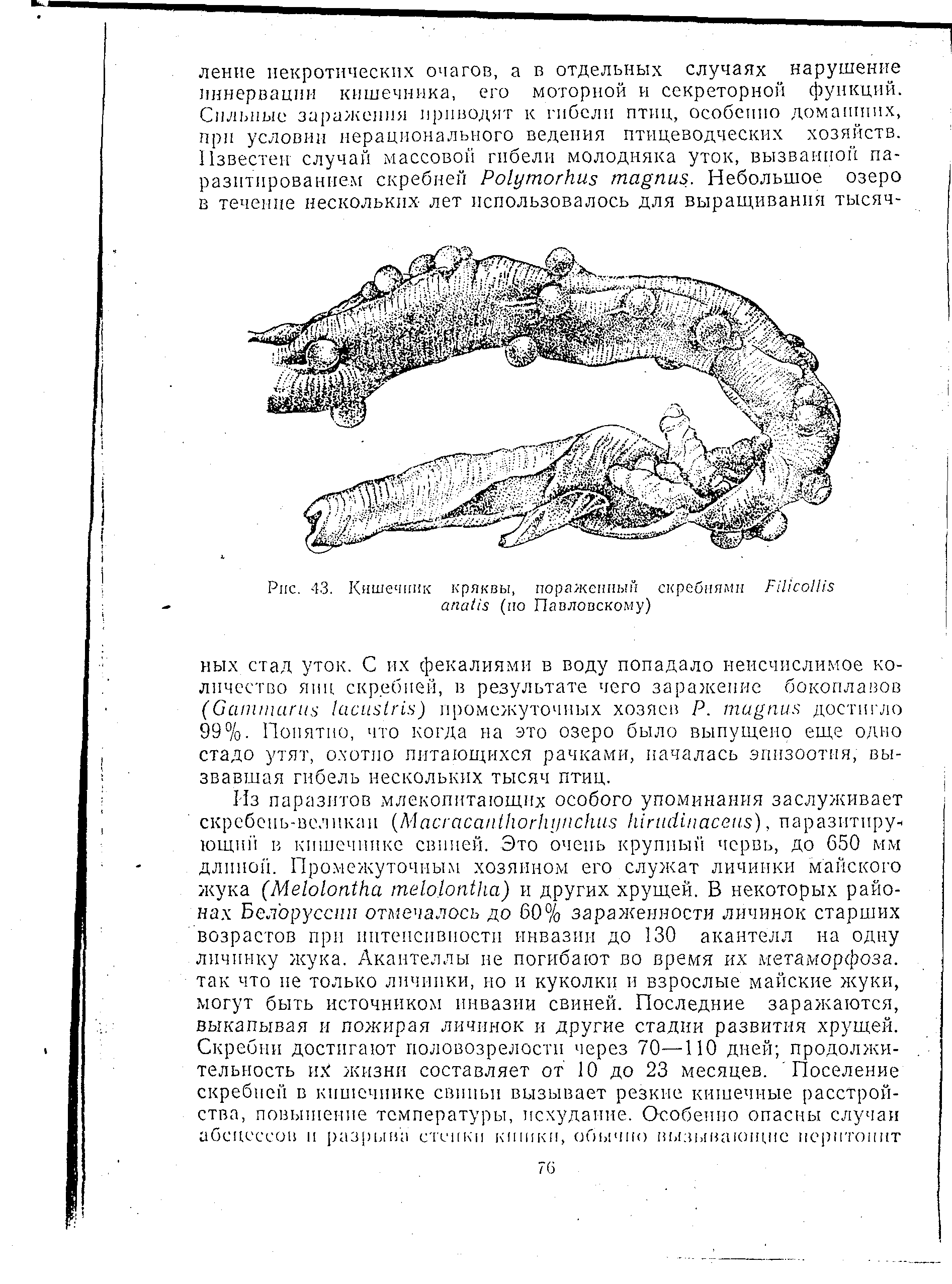 Рис. 43. Кишечник кряквы, пораженный скребнями РШсоШз апаНз (ио Павловскому)...