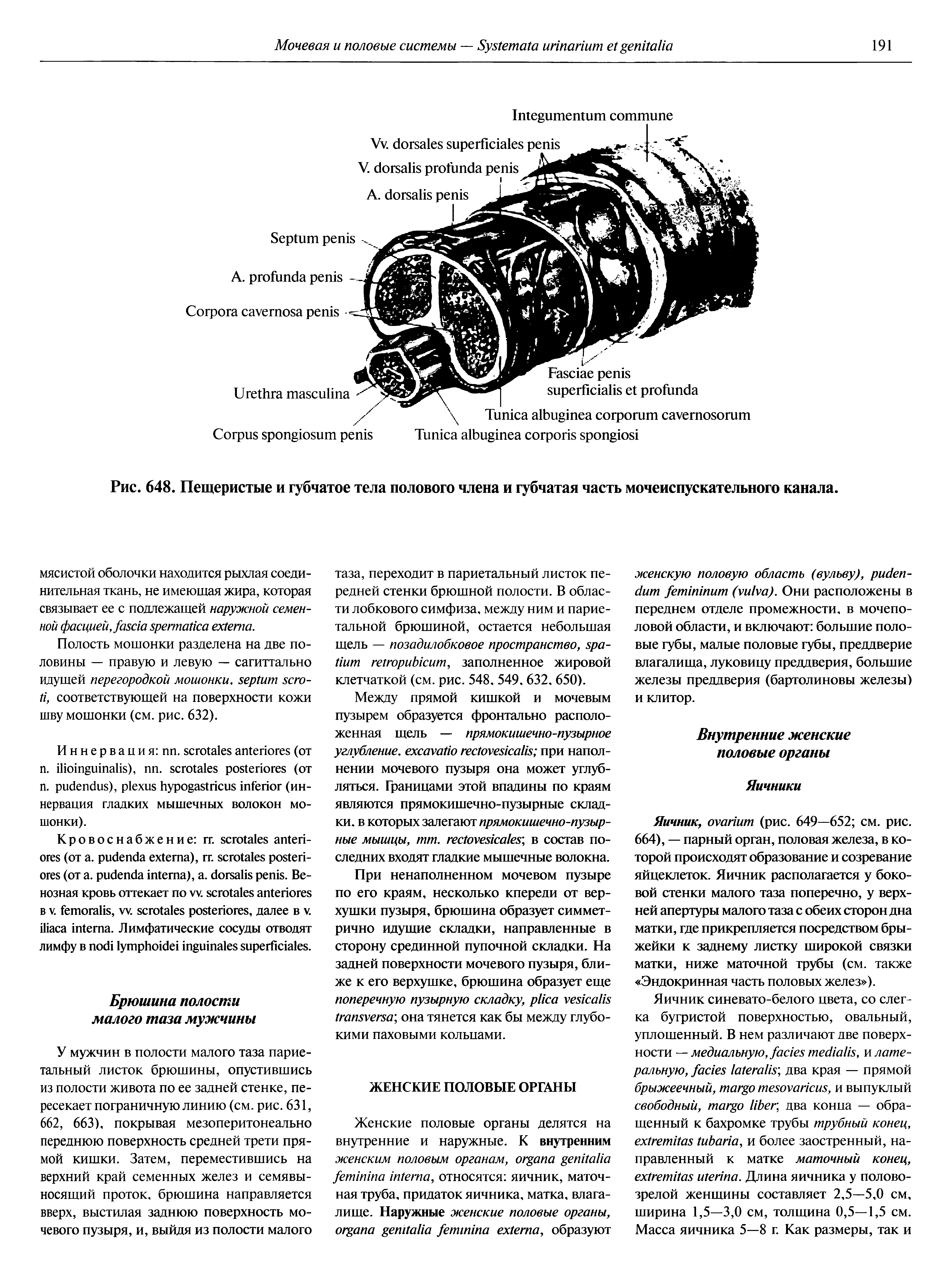Рис. 648. Пещеристые и губчатое тела полового члена и губчатая часть мочеиспускательного канала.