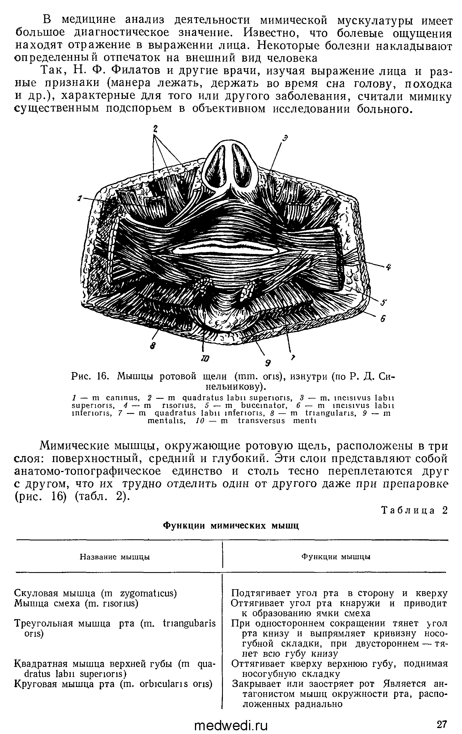 Рис. 16. Мышцы ротовой щели ( . ), изнутри (по Р. Д. Синельникову).