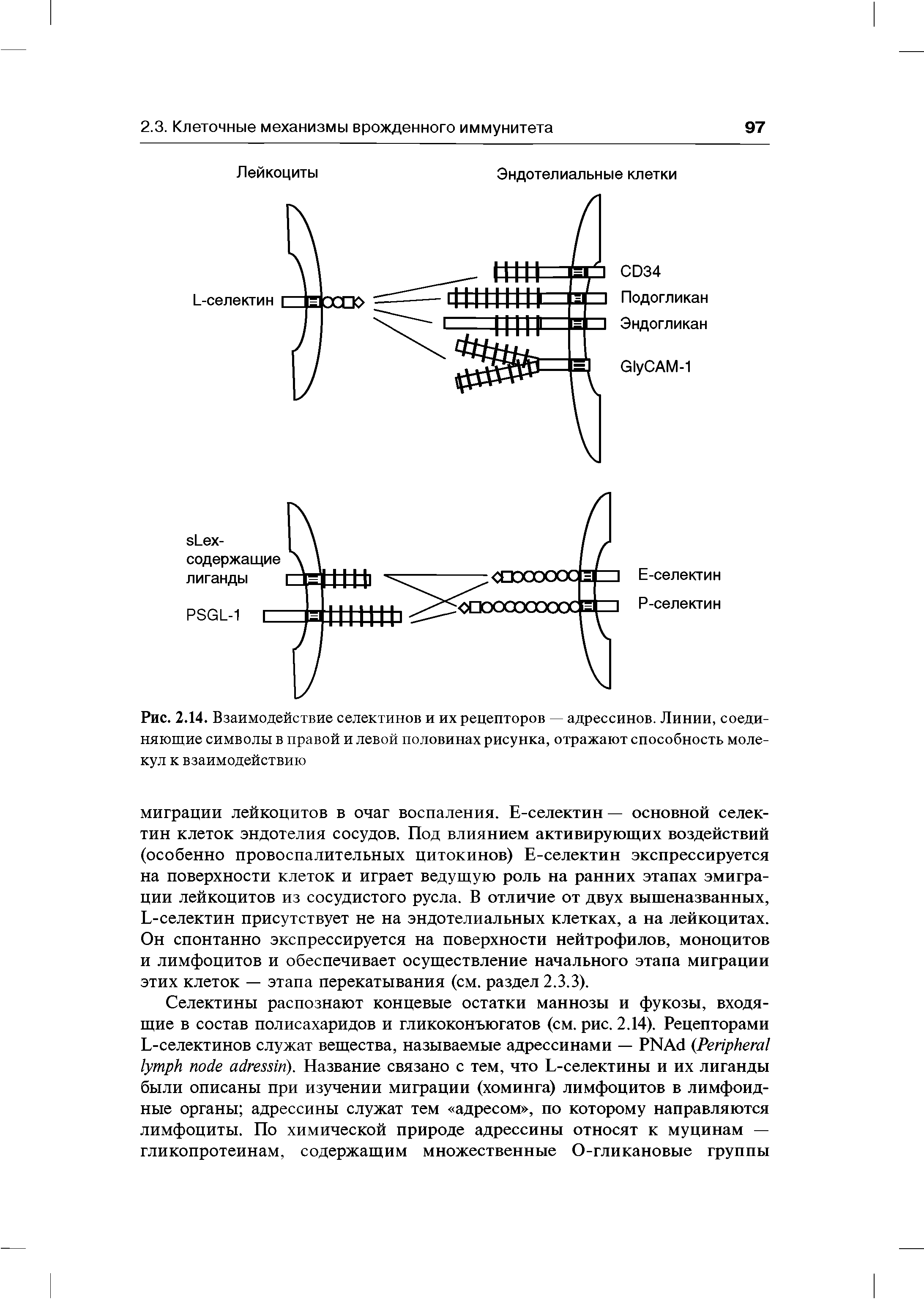 Рис. 2.14. Взаимодействие селектинов и их рецепторов — адрессинов. Линии, соединяющие символы в правой и левой половинах рисунка, отражают способность молекул к взаимодействию...