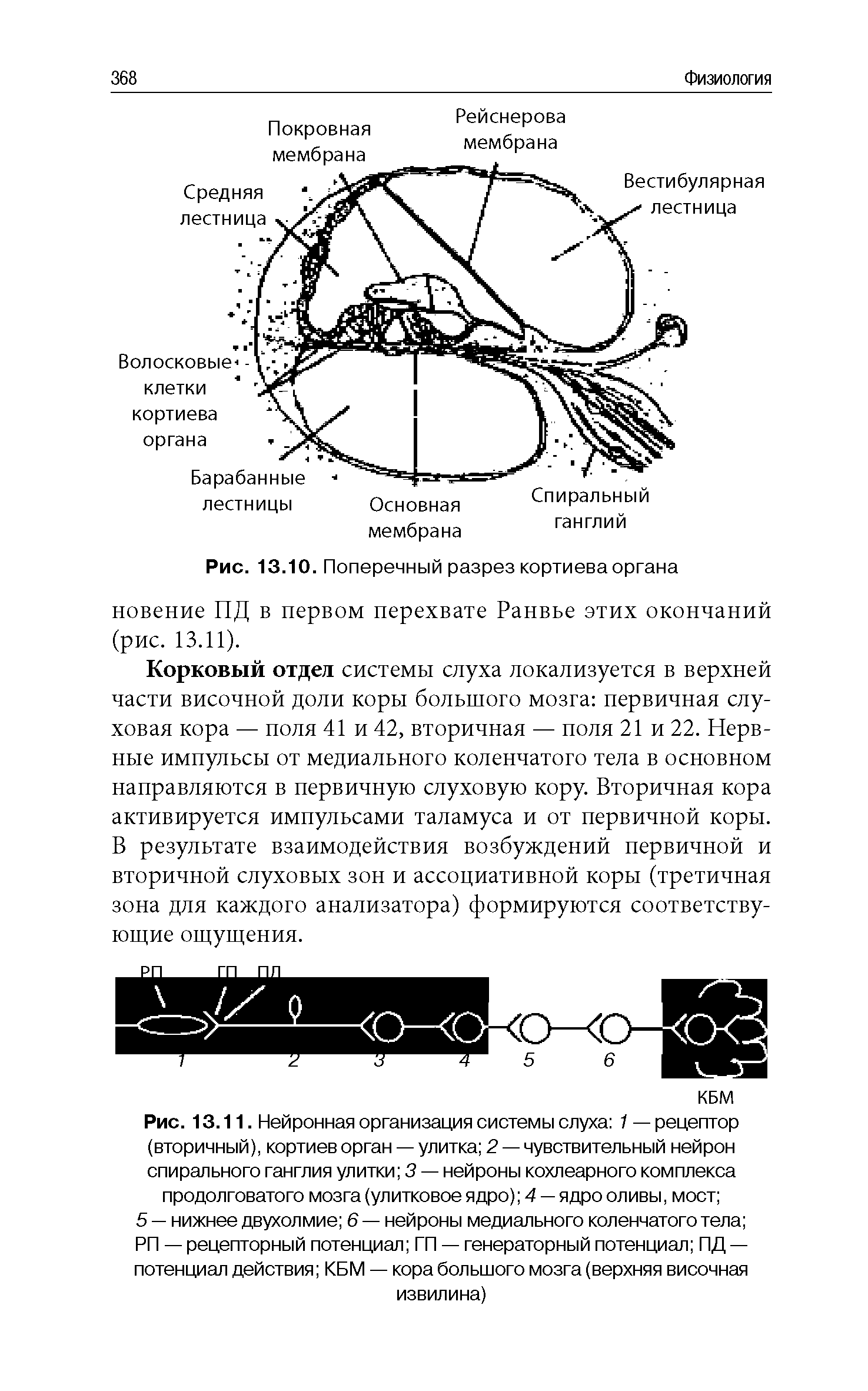 Рис. 13.11. Нейронная организация системы слуха 1 — рецептор (вторичный), кортиев орган — улитка 2 — чувствительный нейрон спирального ганглия улитки 3 — нейроны кохлеарного комплекса продолговатого мозга (улитковое ядро) 4 — ядро оливы, мост ...