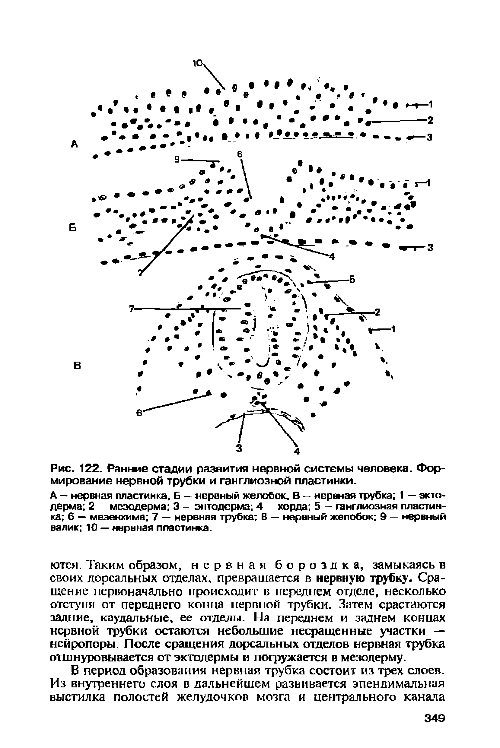 Рис. 122. Ранние стадии развития нервной системы человека. Формирование нервной трубки и ганглиозной пластинки.