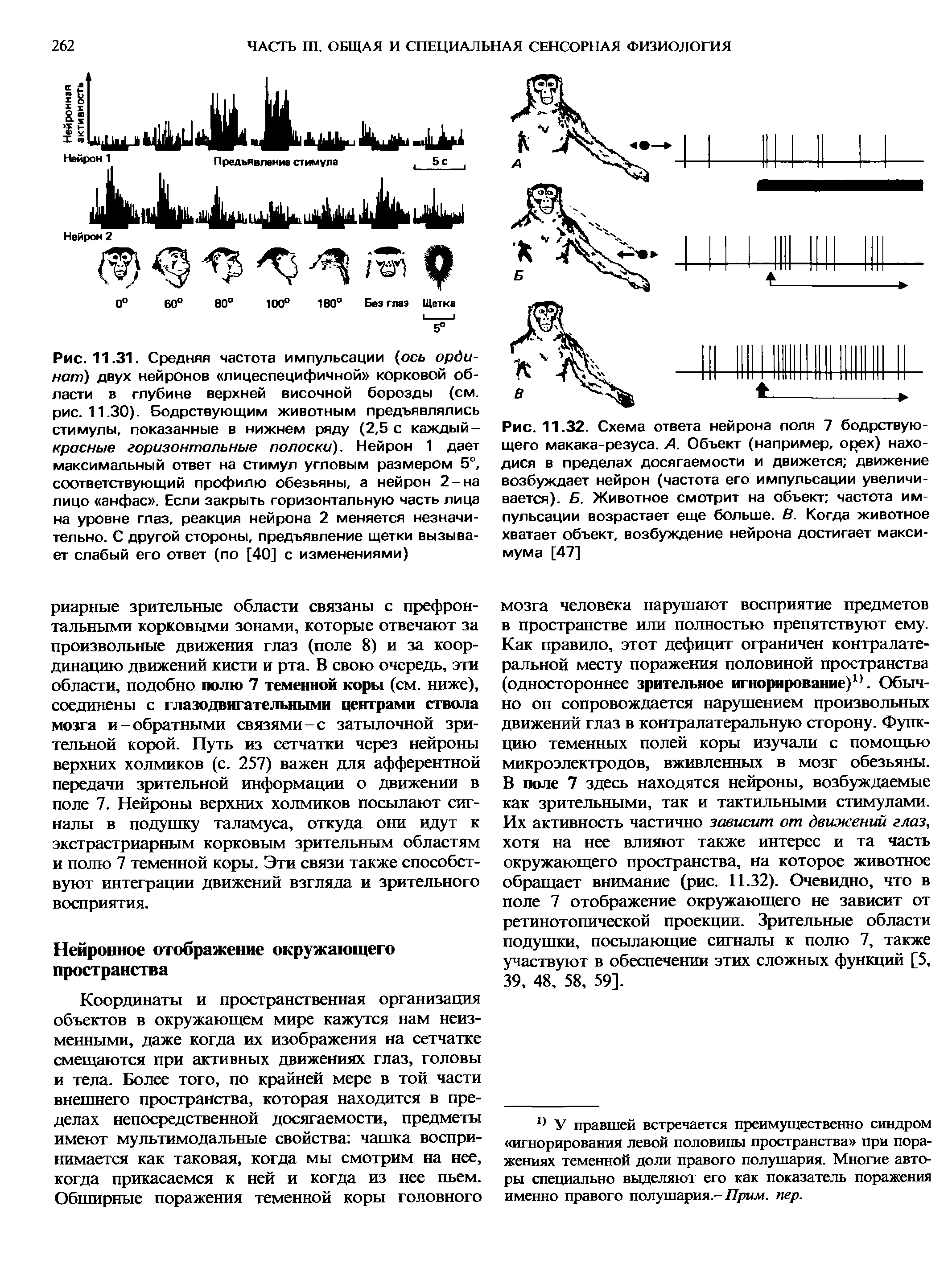 Рис. 11.32. Схема ответа нейрона поля 7 бодрствующего макака-резуса. А. Объект (например, орех) нахо-дися в пределах досягаемости и движется движение возбуждает нейрон (частота его импульсации увеличивается). Б. Животное смотрит на объект частота импульсации возрастает еще больше. В. Когда животное хватает объект, возбуждение нейрона достигает максимума [47]...