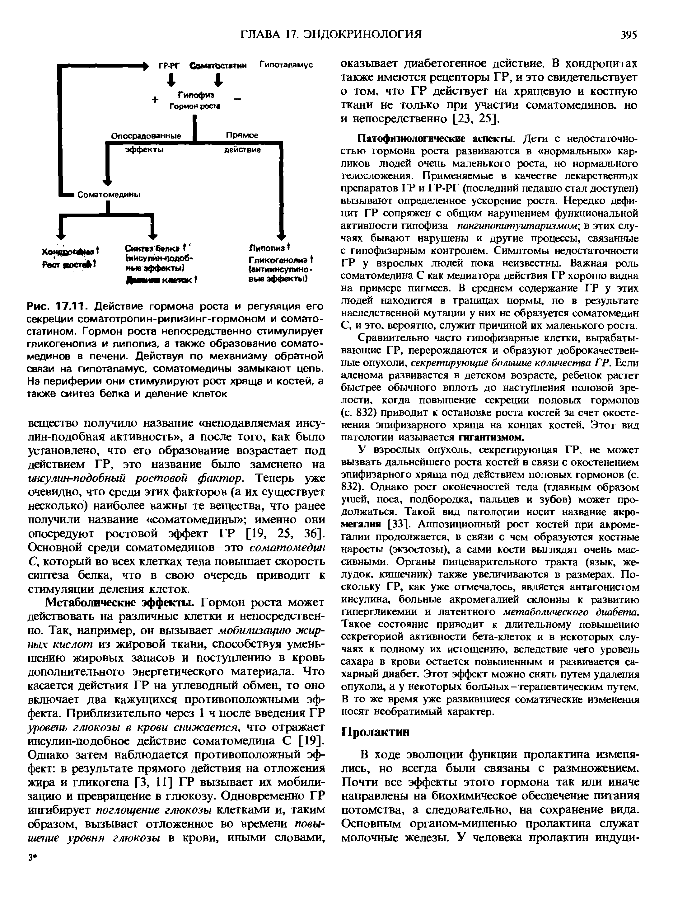 Рис. 17.11. Действие гормона роста и регуляция его секреции соматотропин-рилизинг-гормоном и соматостатином. Гормон роста непосредственно стимулирует гликогенолиз и липолиз, а также образование сомато-мединов в печени. Действуя по механизму обратной связи на гипоталамус, соматомедины замыкают цепь. На периферии они стимулируют рост хряща и костей, а также синтез белка и деление клеток...
