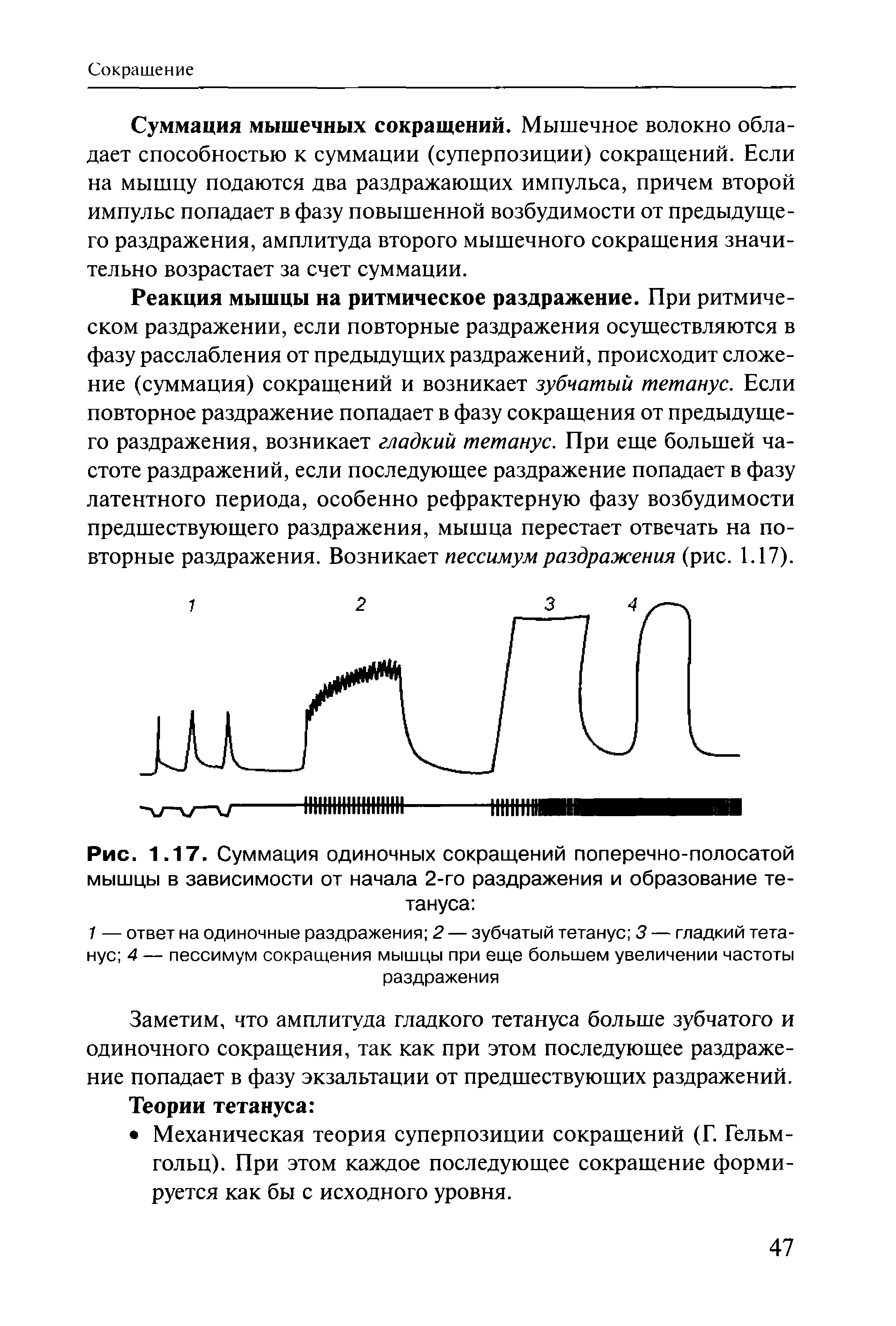 Рис. 1.17. Суммация одиночных сокращений поперечно-полосатой мышцы в зависимости от начала 2-го раздражения и образование тетануса ...