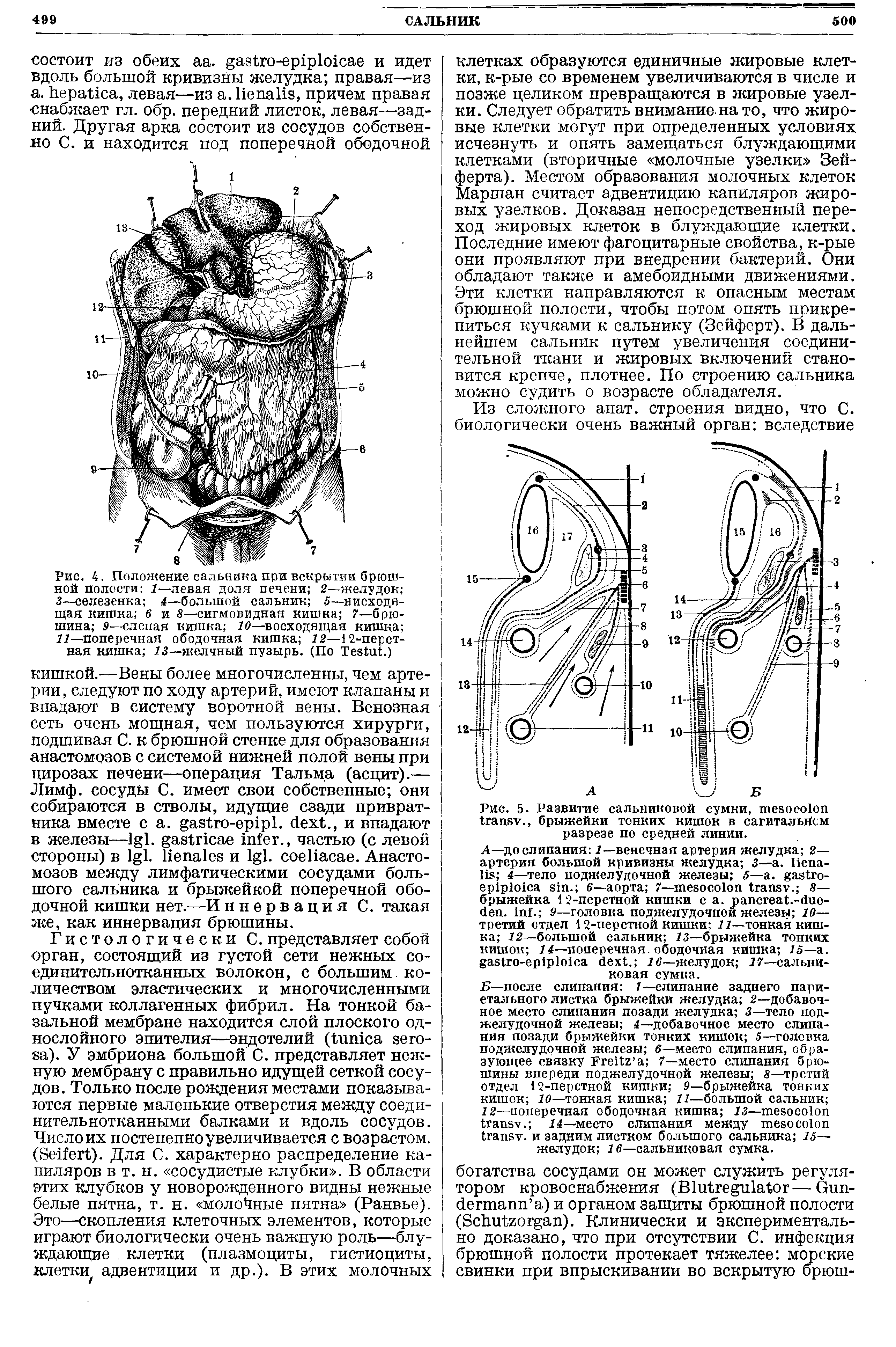 Рис. 5. Развитие сальниковой сумки, ., брыжейки тонких кишок в сагитальнсм разрезе по средней линии.