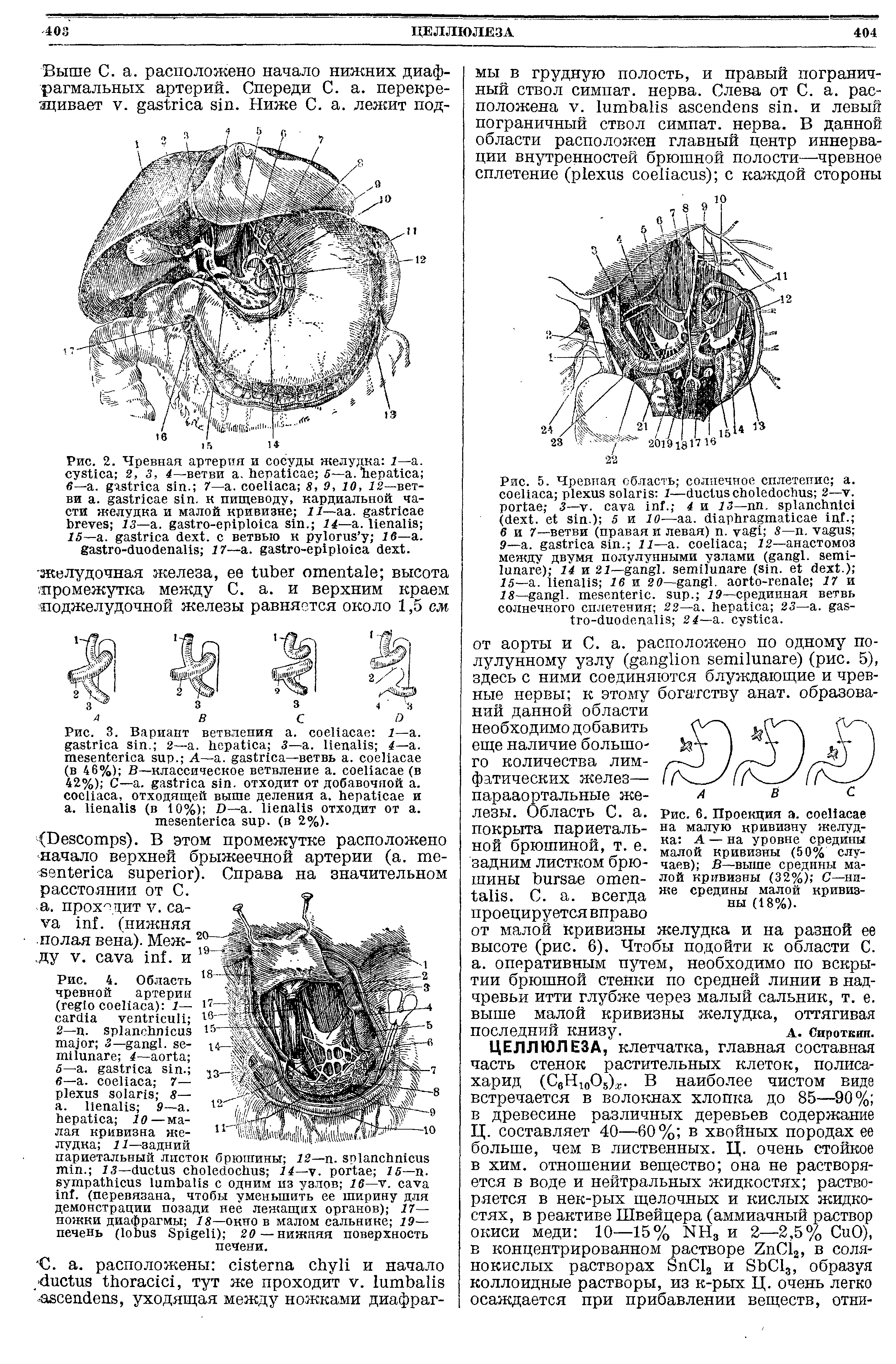 Рис. 2. Чревная артерия и сосуды желудка 1—а. 2, 3, 4—ветви . 5— . в—- . . 7— . 8, 9, 10, 12—ветви . . к пищеводу, кардиальной части желудка и малой кривизне 11—аа. 3— . - . 14— . ...