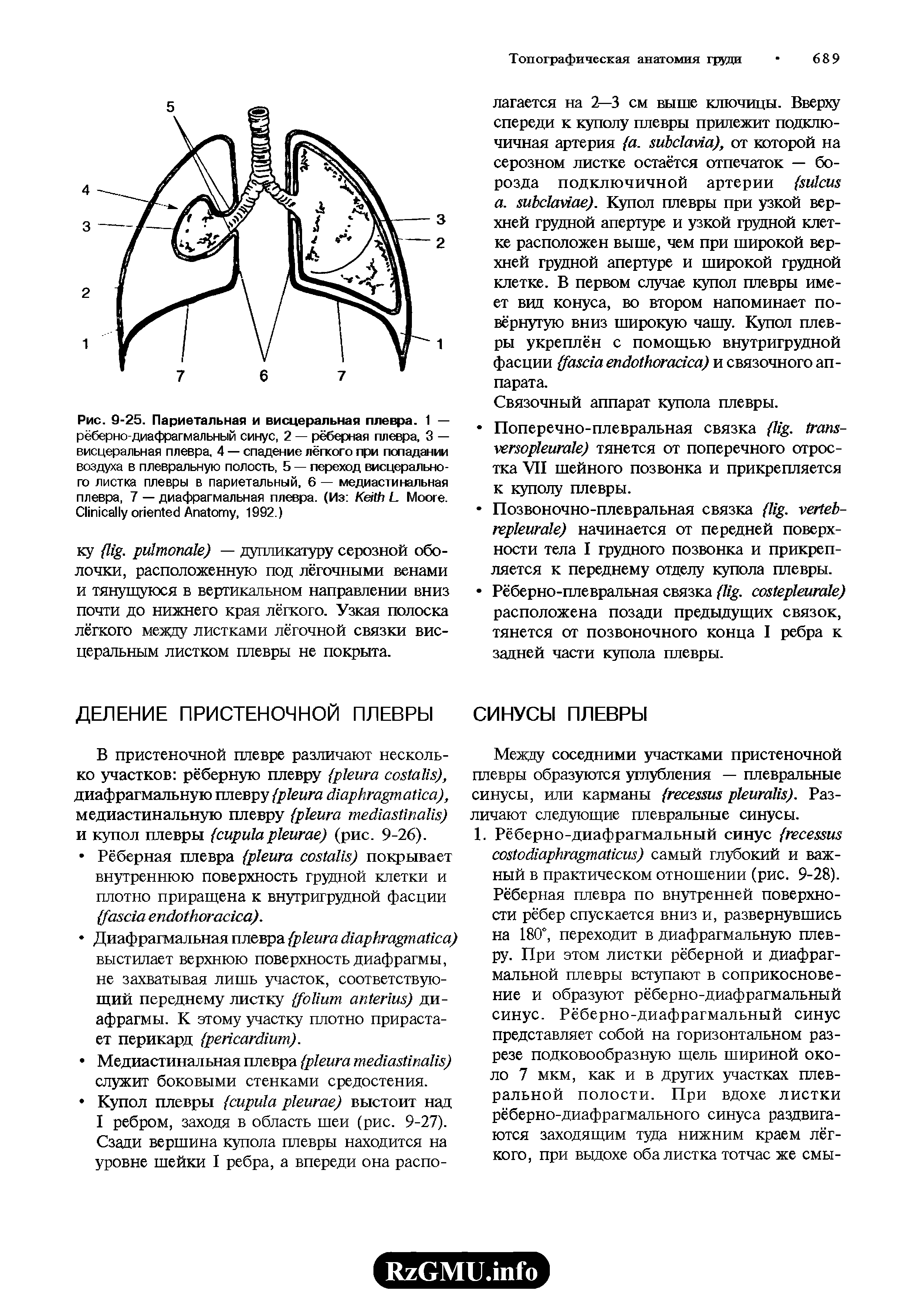 Рис. S-25. Париетальная и висцеральная плевра. 1 — рёберно-диафрагмальный синус, 2 — рёберная плевра, 3 — висцеральная плевра, 4 — спадение лёгкого при попадании воздуха в плевральную полость, 5 — переход висцерального листка плевры в париетальный, 6 — медиастинальная плевра, 7 — диафрагмальная плевра. (Из K L M . C A , 1992.)...