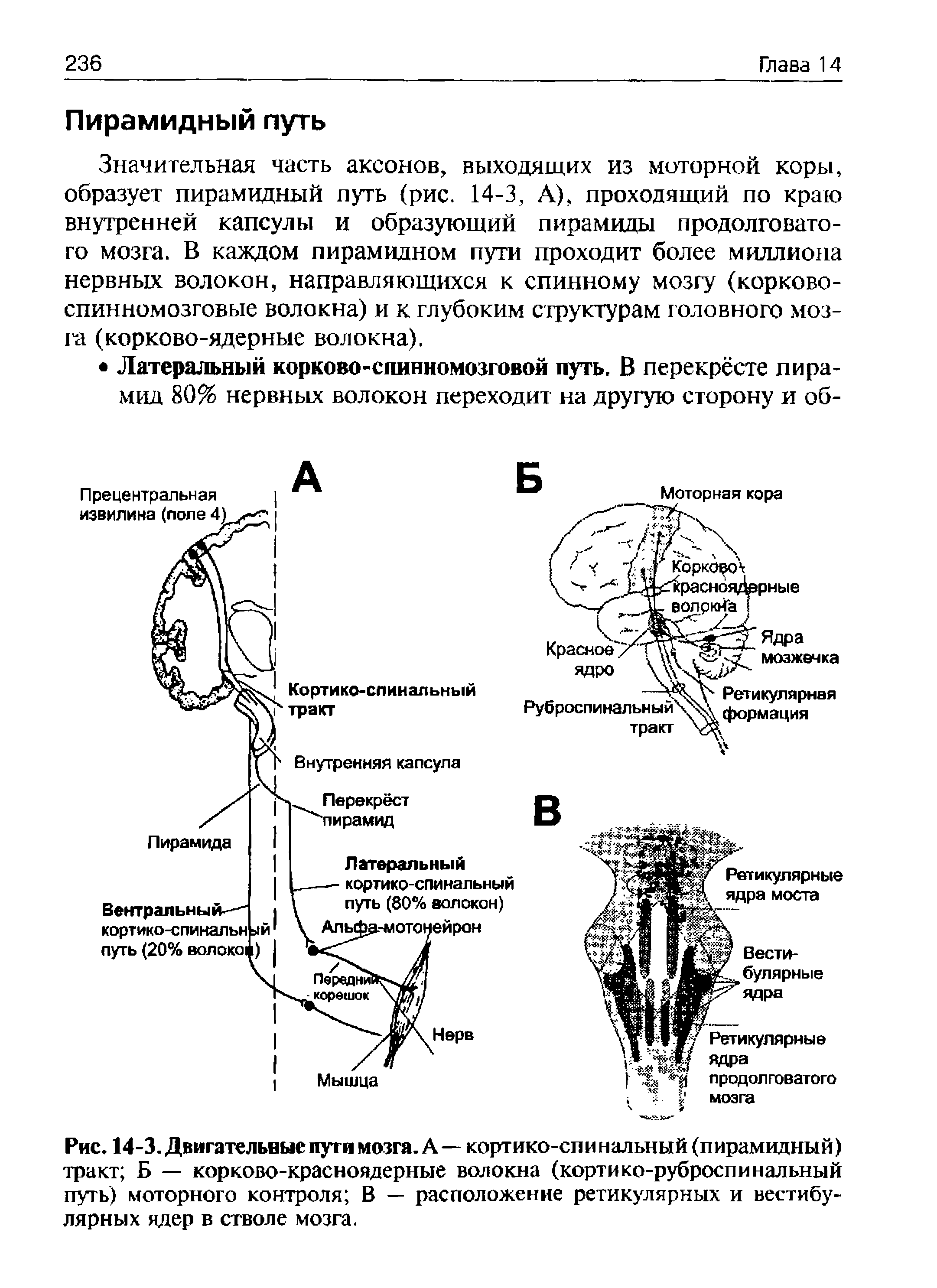 Рис. 14-3. Двигательные пути мозга. А— кортико-спинальный (пирамидный) тракт Б — корково-красноядерные волокна (кортико-руброспинальный путь) моторного контроля В — расположение ретикулярных и вестибулярных ядер в стволе мозга.