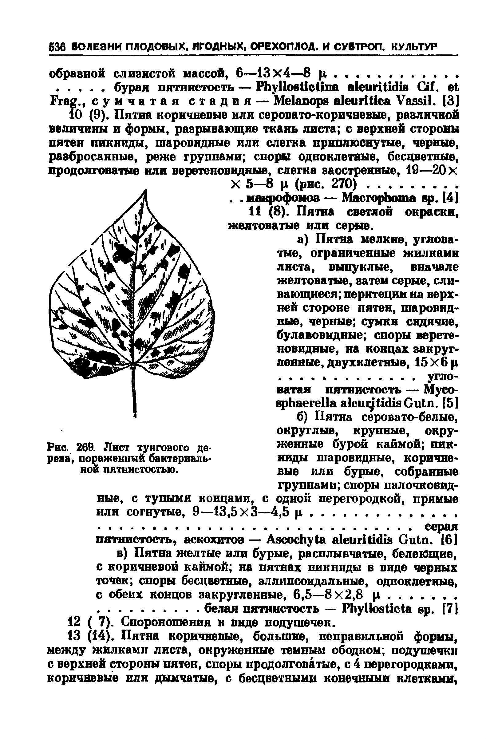 Рис. 269. Лист тунгового дерева, пораженный бактериальной пятнистостью.