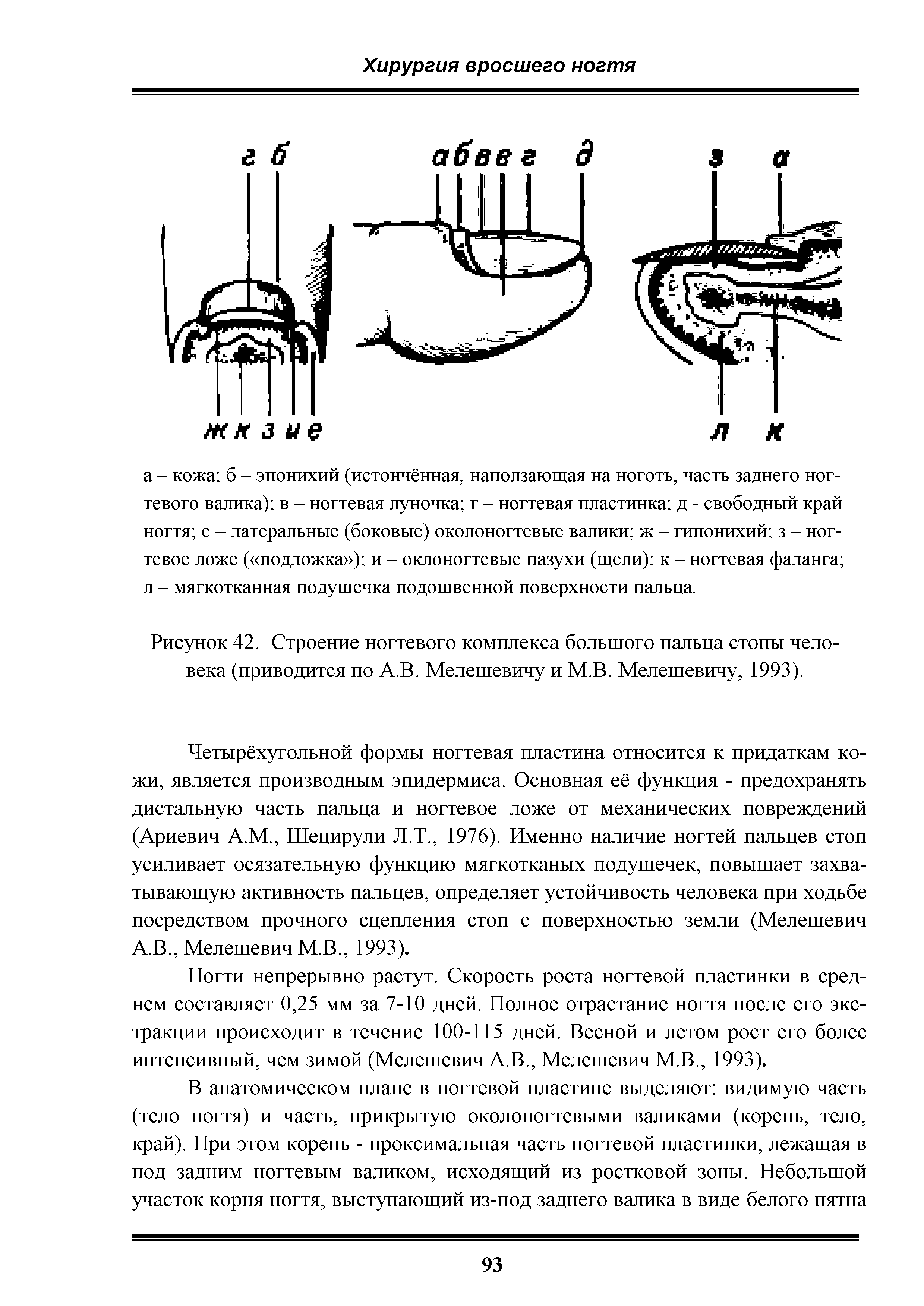 Рисунок 42. Строение ногтевого комплекса большого пальца стопы человека (приводится по А.В. Мелешевичу и М.В. Мелешевичу, 1993).