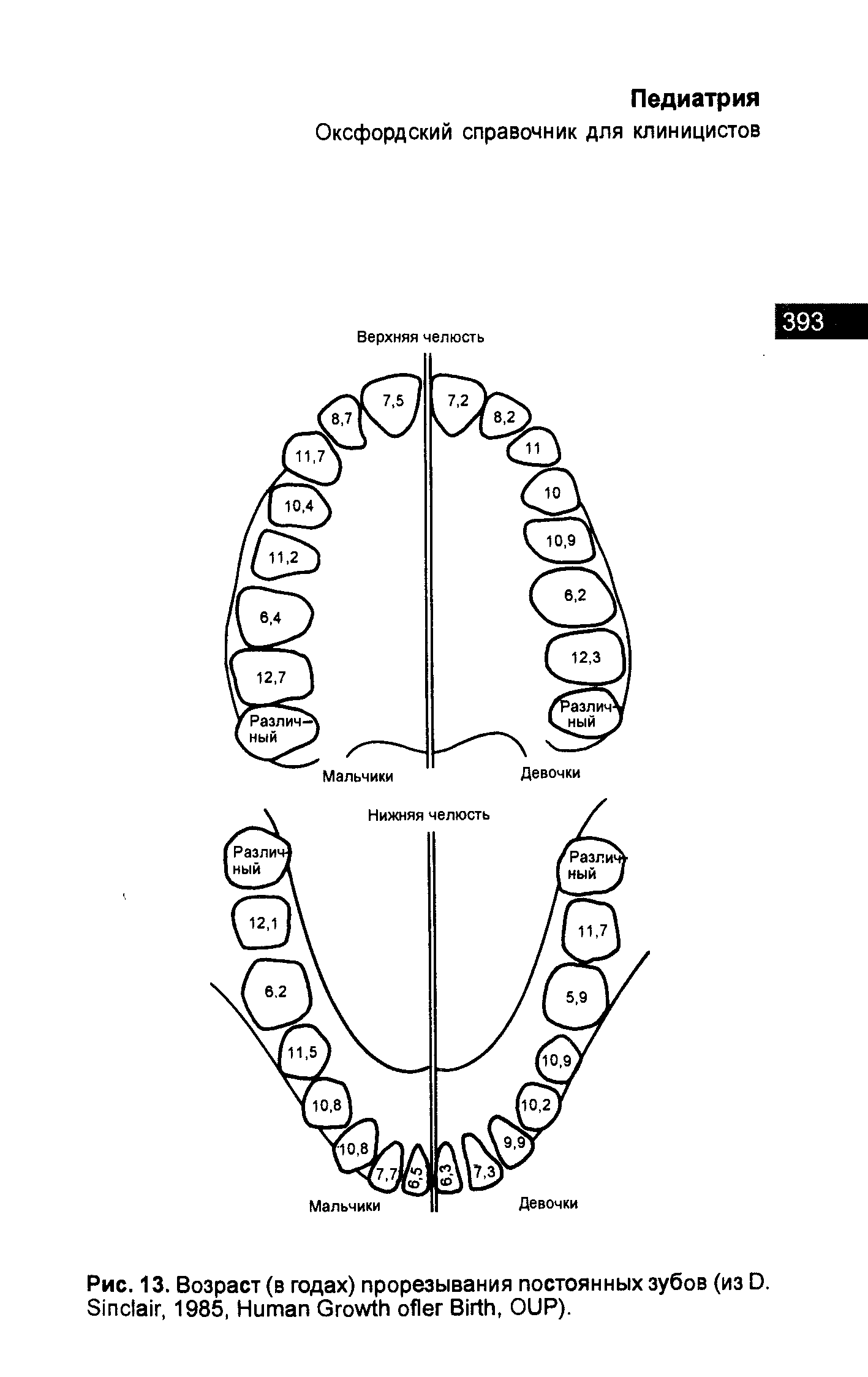 Рис. 13. Возраст (в гадах) прорезывания постоянных зубов (из D. S , 1985, H G B , OUP).